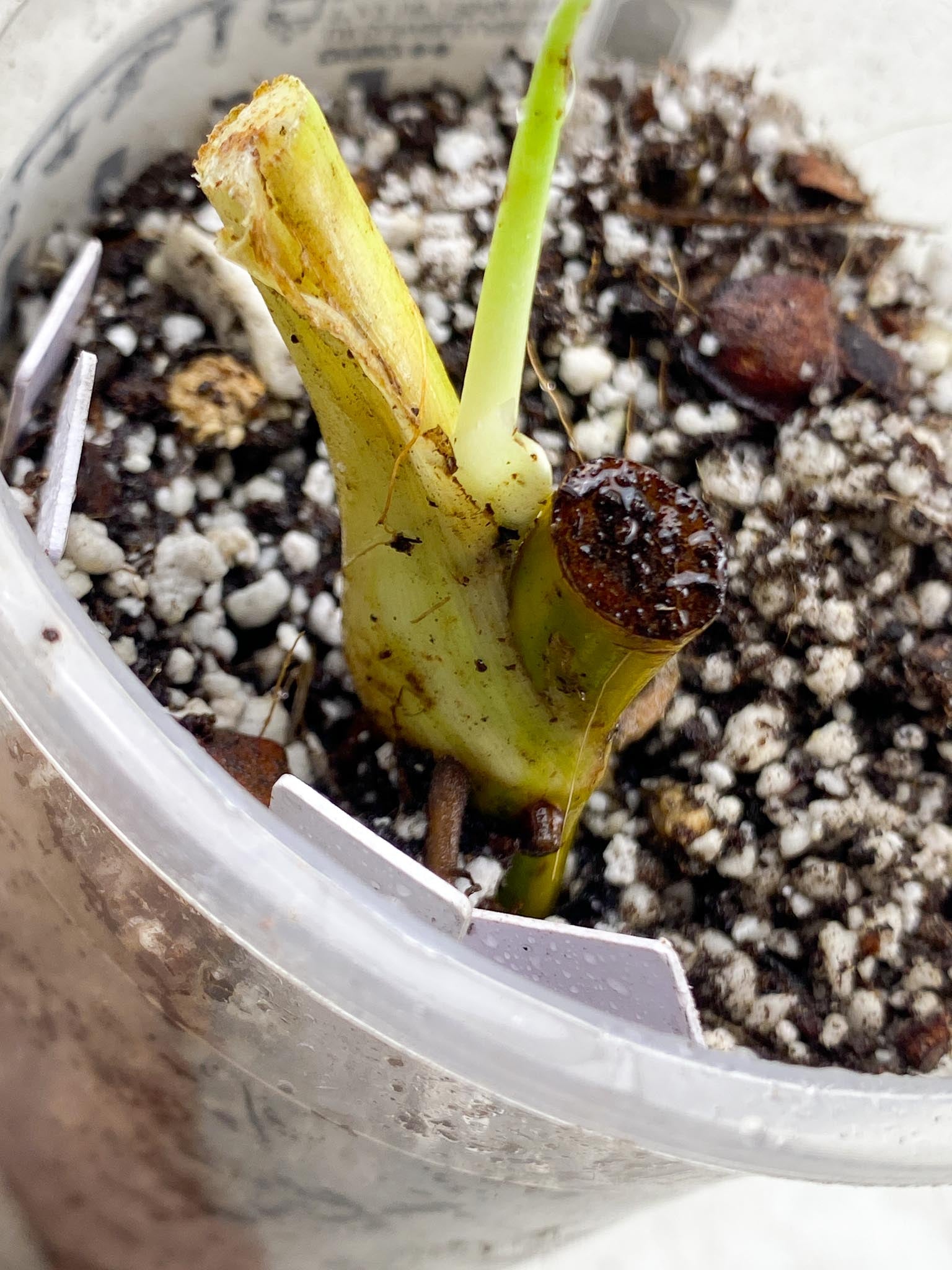 Syngonium Chiapense Variegated 1 Node  1 Growing Bud 1 Sprout  Rooted