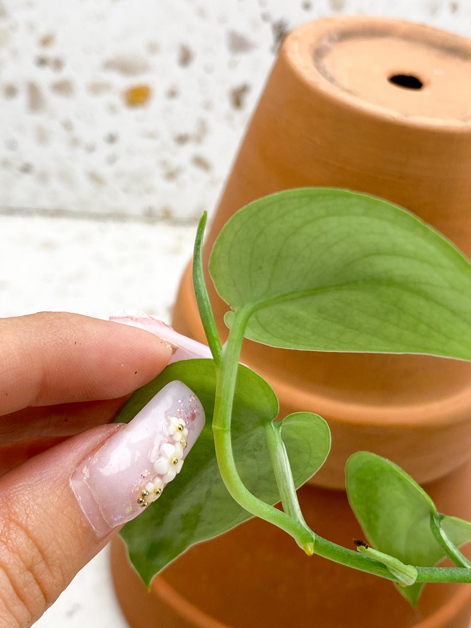 Scindapsus Black Mamba 5 Leaves 5 Nodes  1 Sprout Slightly Rooted