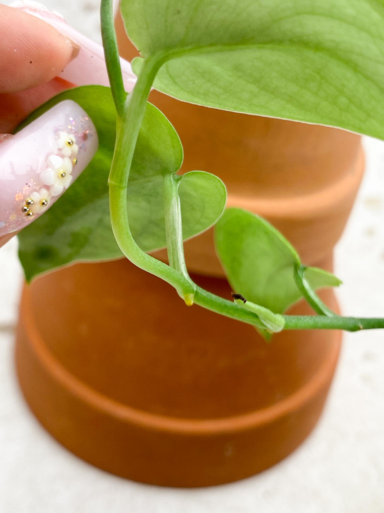 Scindapsus Black Mamba 5 Leaves 5 Nodes  1 Sprout Slightly Rooted