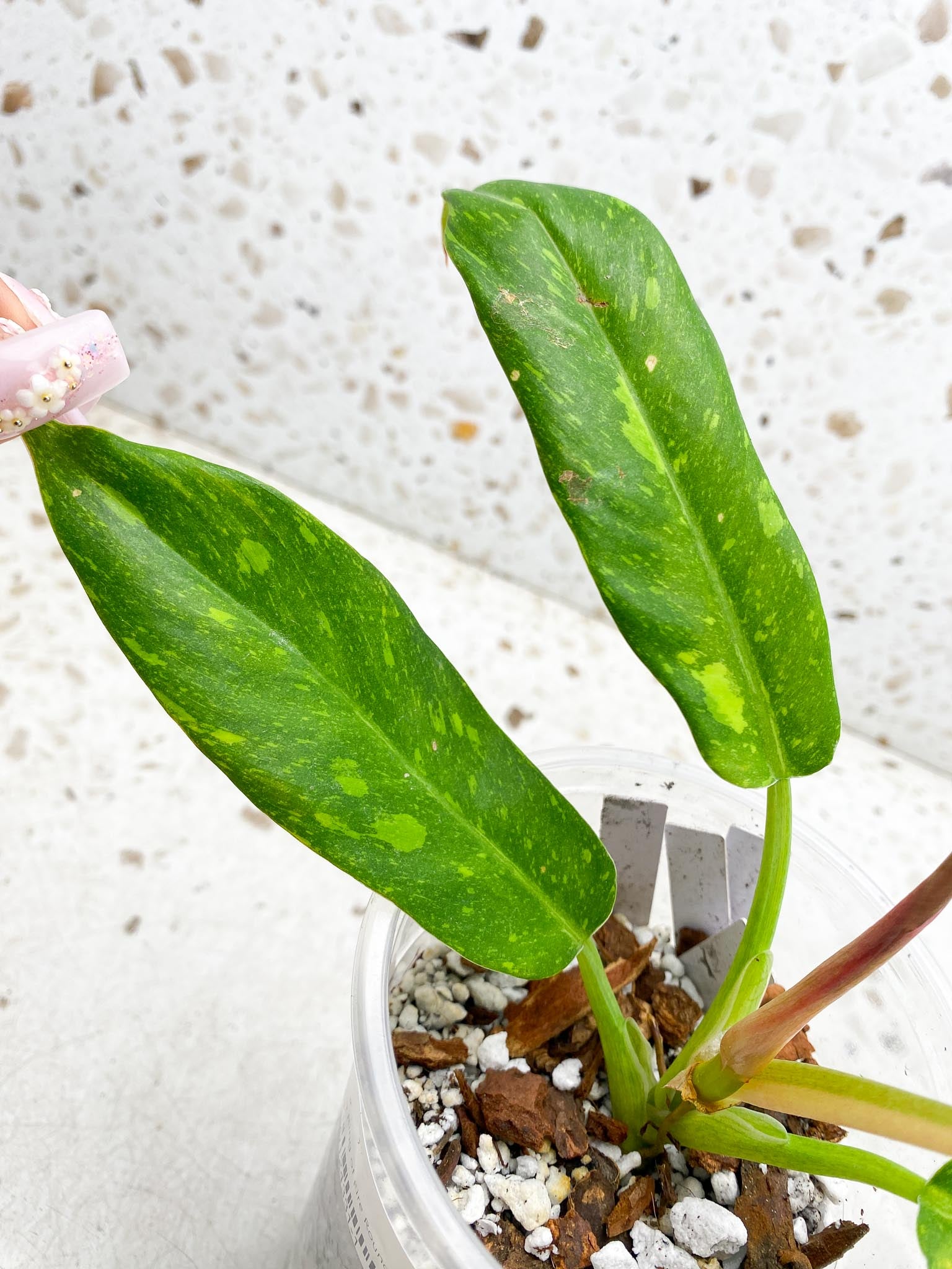 Philodendron Ring of Fire Round Form 4 Leaves  5 Nodes  1 Sprout Slightly Rooted