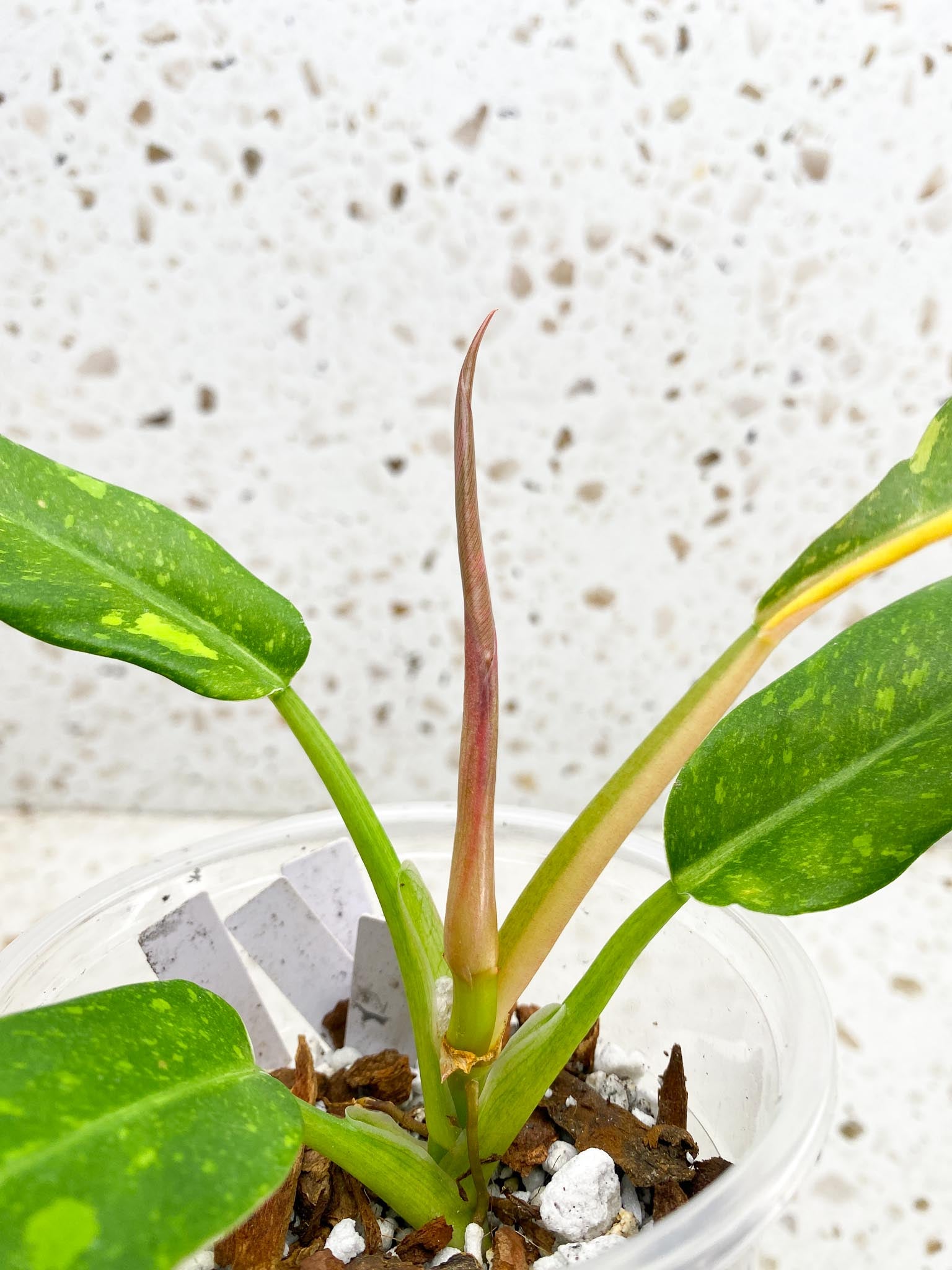 Philodendron Ring of Fire Round Form 4 Leaves  5 Nodes  1 Sprout Slightly Rooted