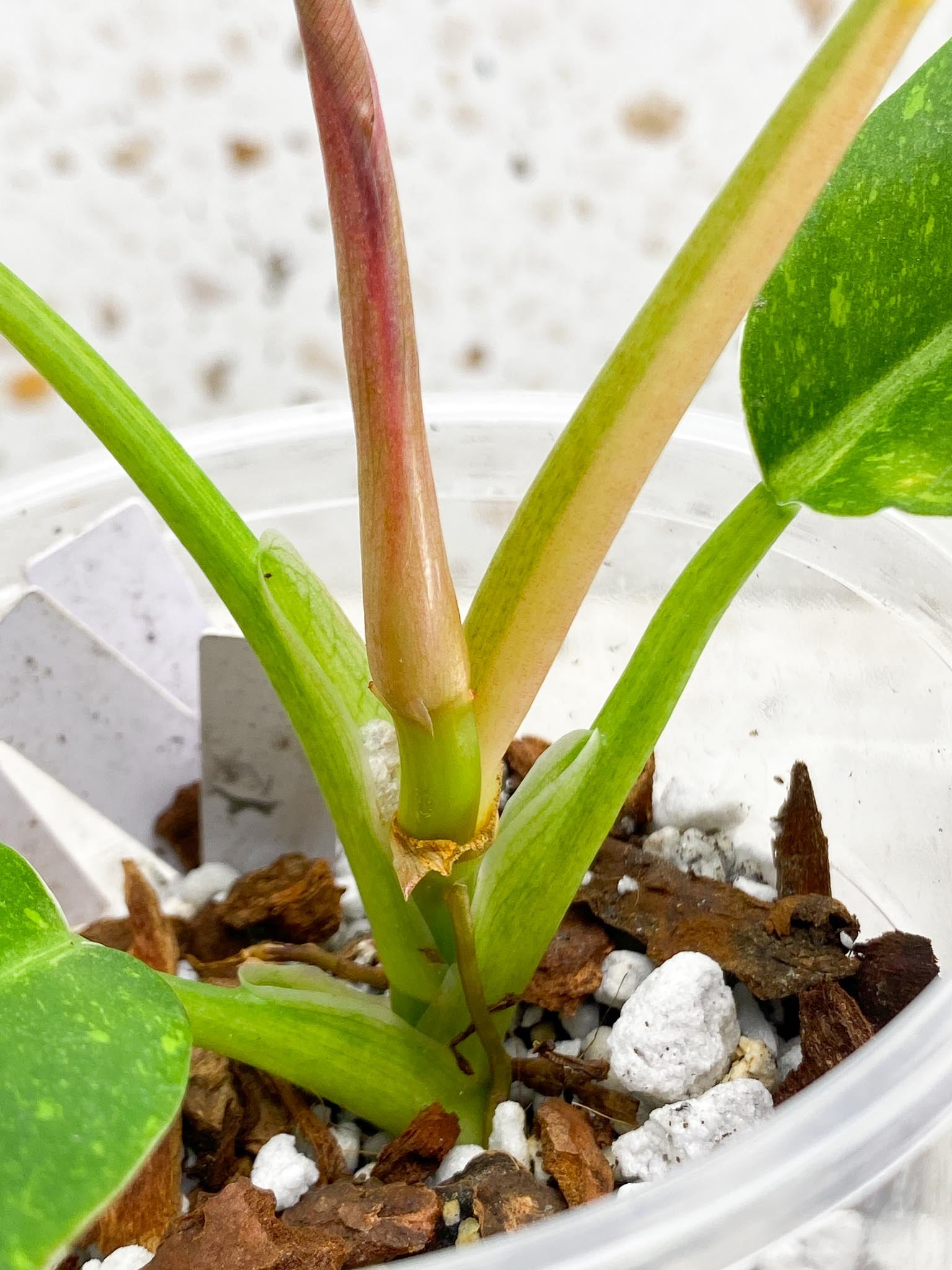 Philodendron Ring of Fire Round Form 4 Leaves  5 Nodes  1 Sprout Slightly Rooted