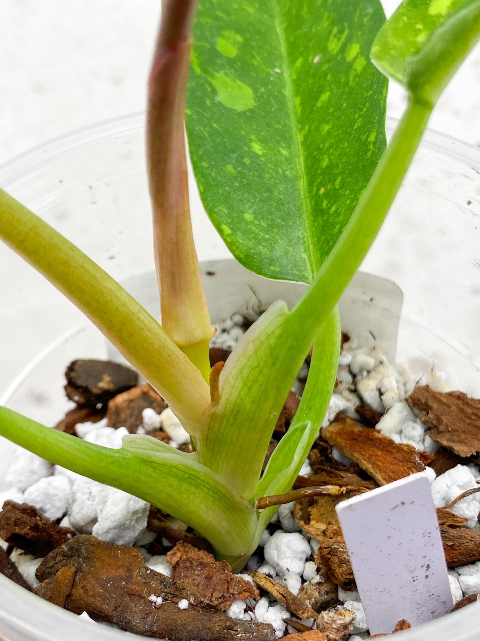 Philodendron Ring of Fire Round Form 4 Leaves  5 Nodes  1 Sprout Slightly Rooted