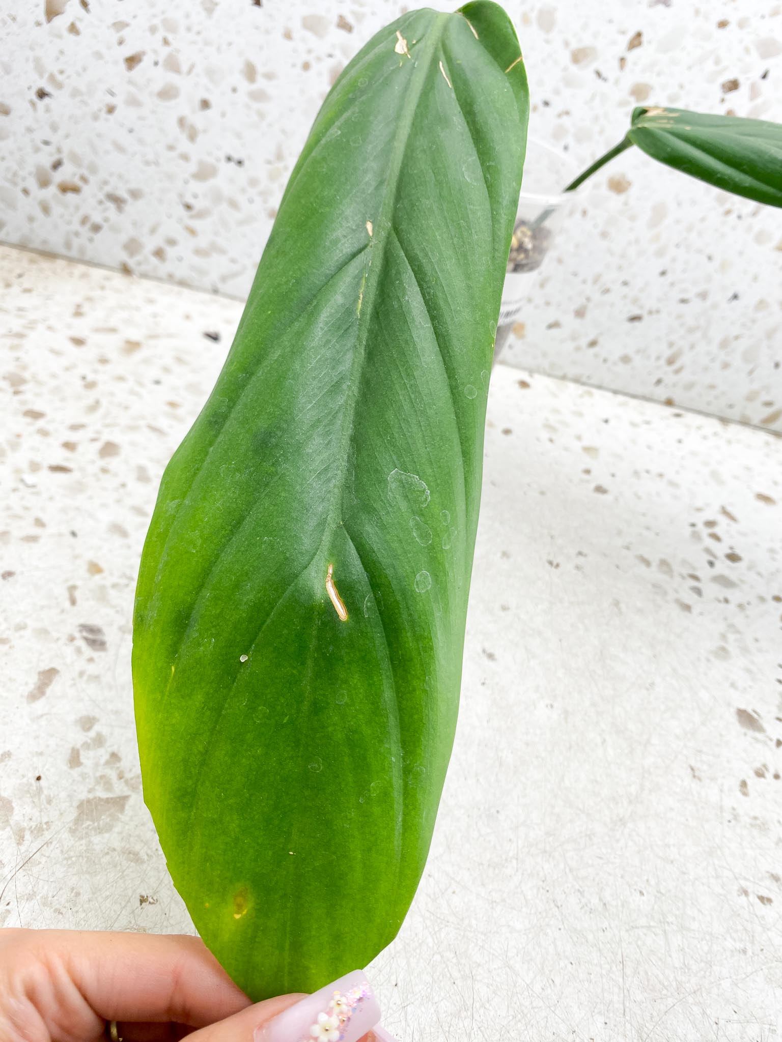 Philodendron Patriciae X ruizii 2 Leaves  3 Nodes  1 Sprout