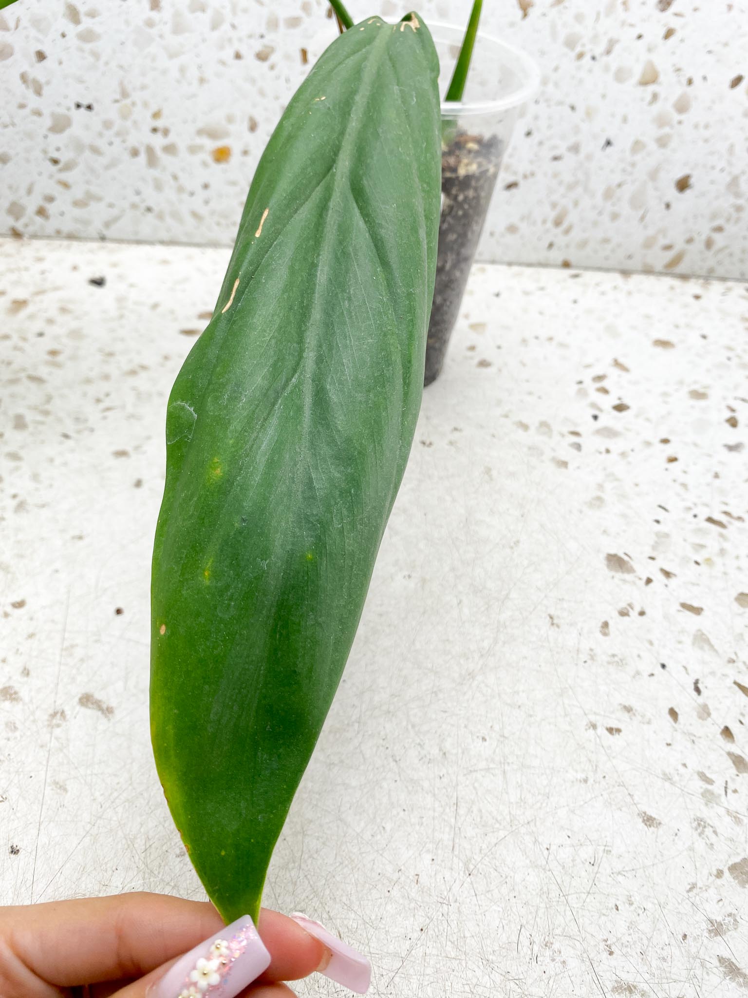 Philodendron Patriciae X ruizii 2 Leaves  3 Nodes  1 Sprout