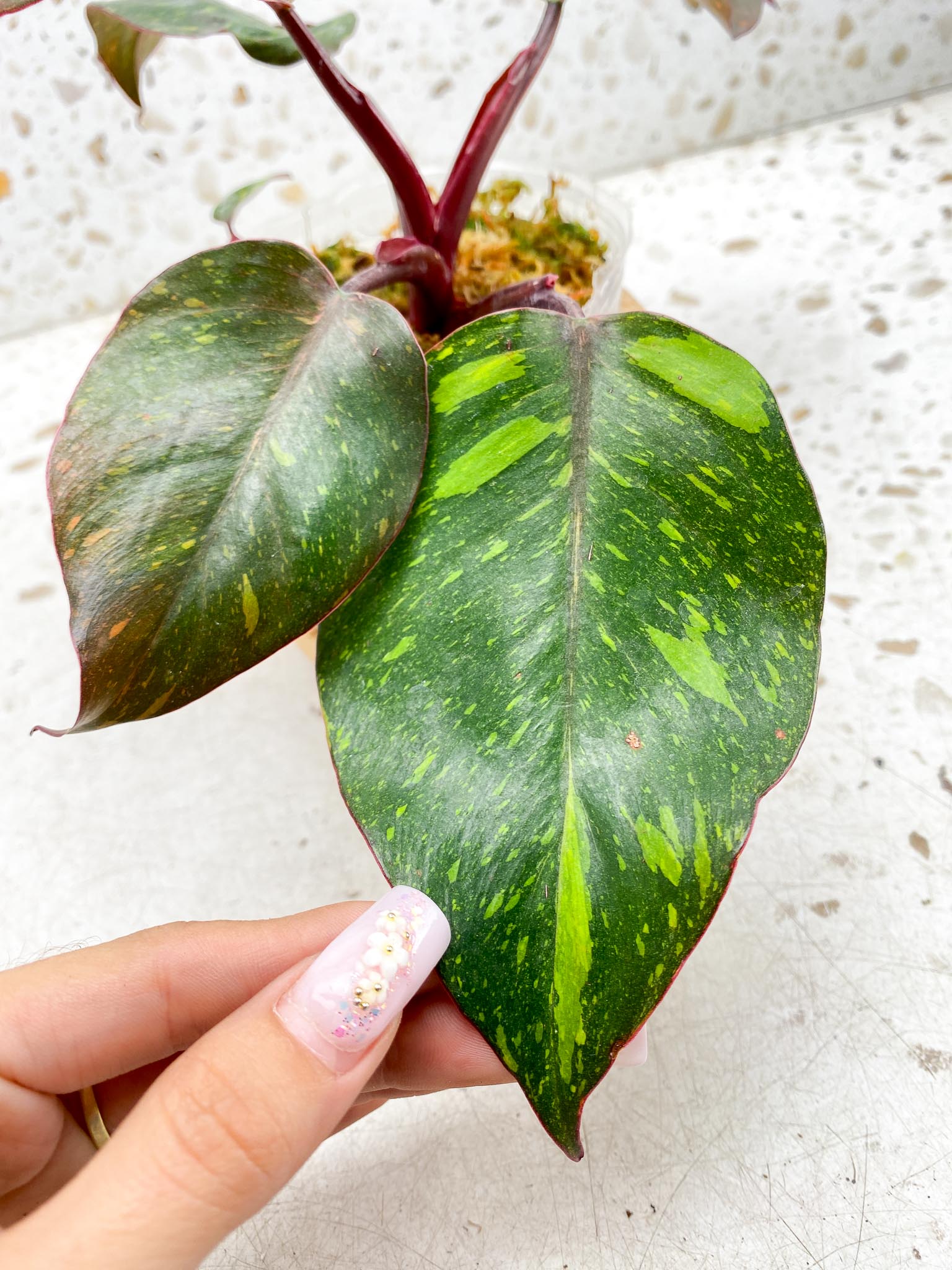 Philodendron Orange Princess Galaxy 5 Leaves 5 Nodes  Rooted