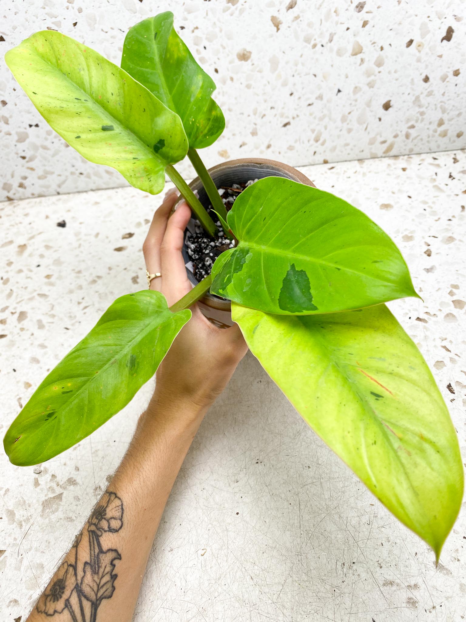 Philodendron Ruay Sap Variegated Multiple leaves 1 sprout  Top Cutting