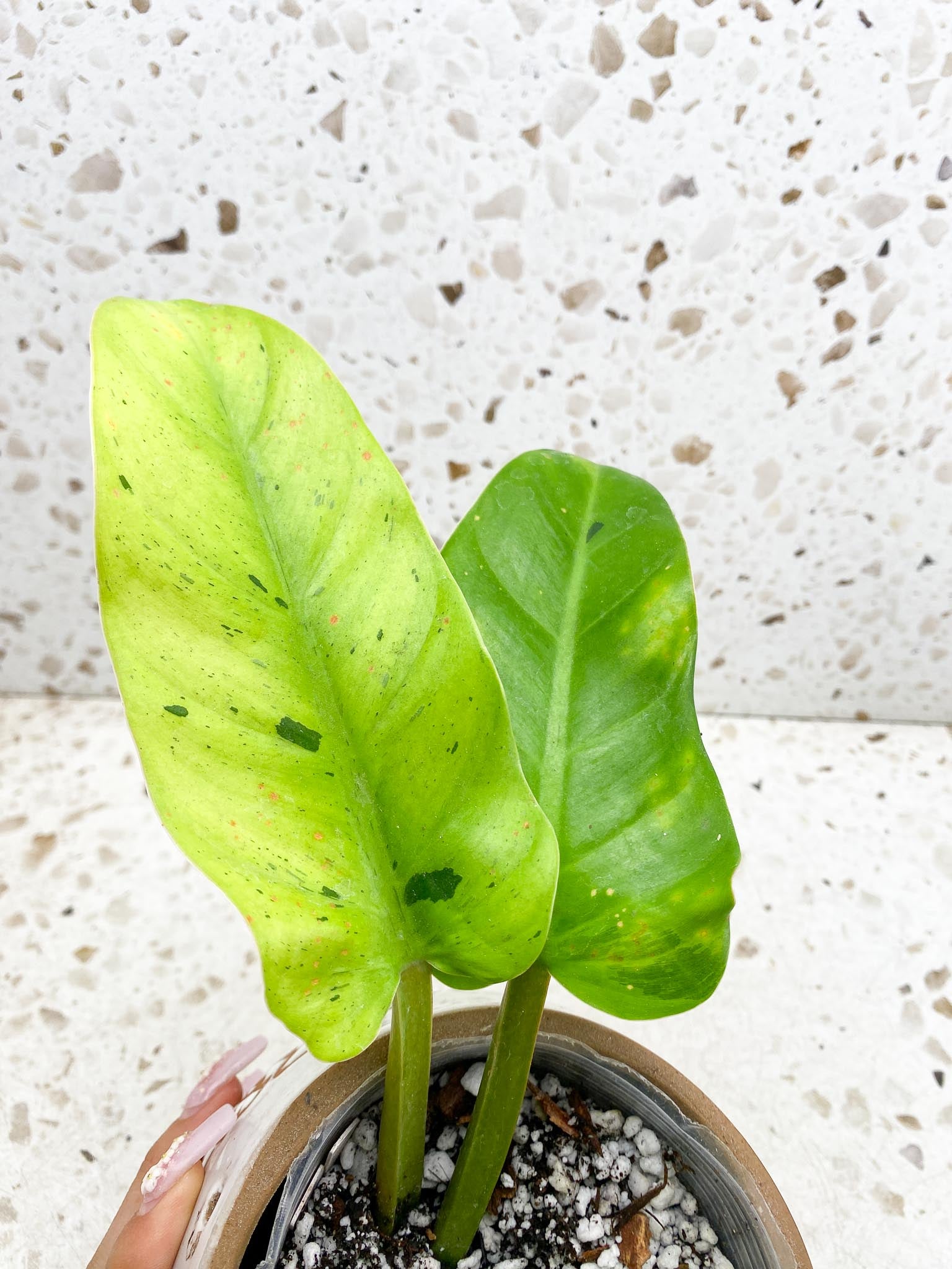 Philodendron Ruay Sap Variegated Multiple leaves 1 sprout  Top Cutting