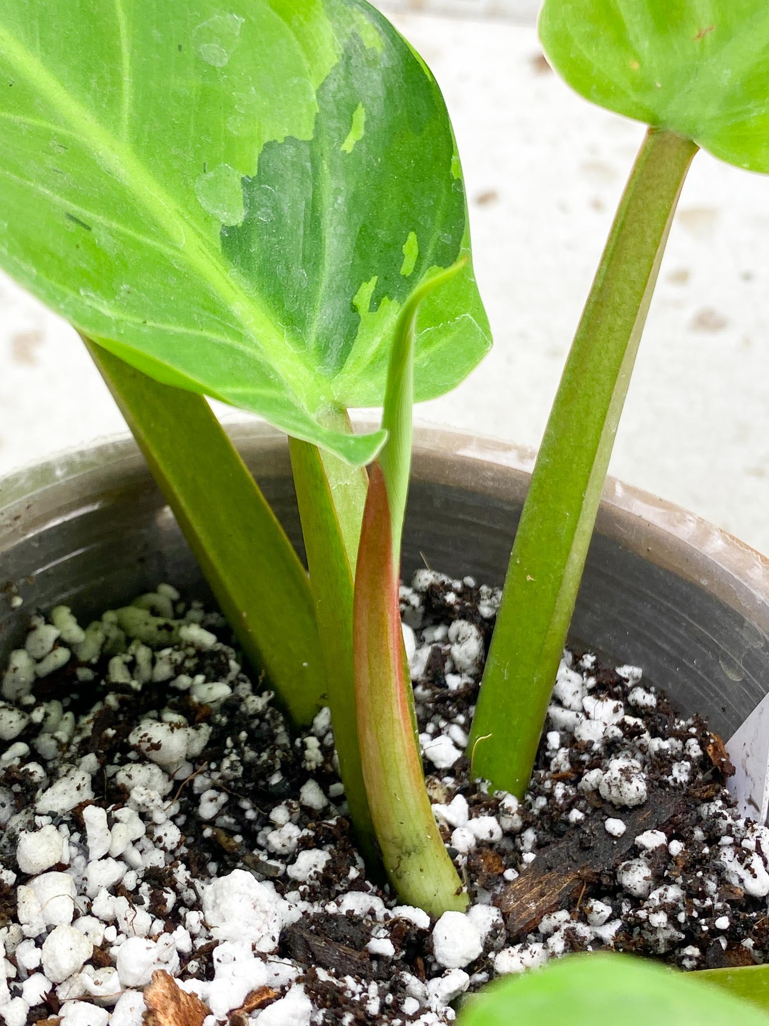 Philodendron Ruay Sap Variegated Multiple leaves 1 sprout  Top Cutting