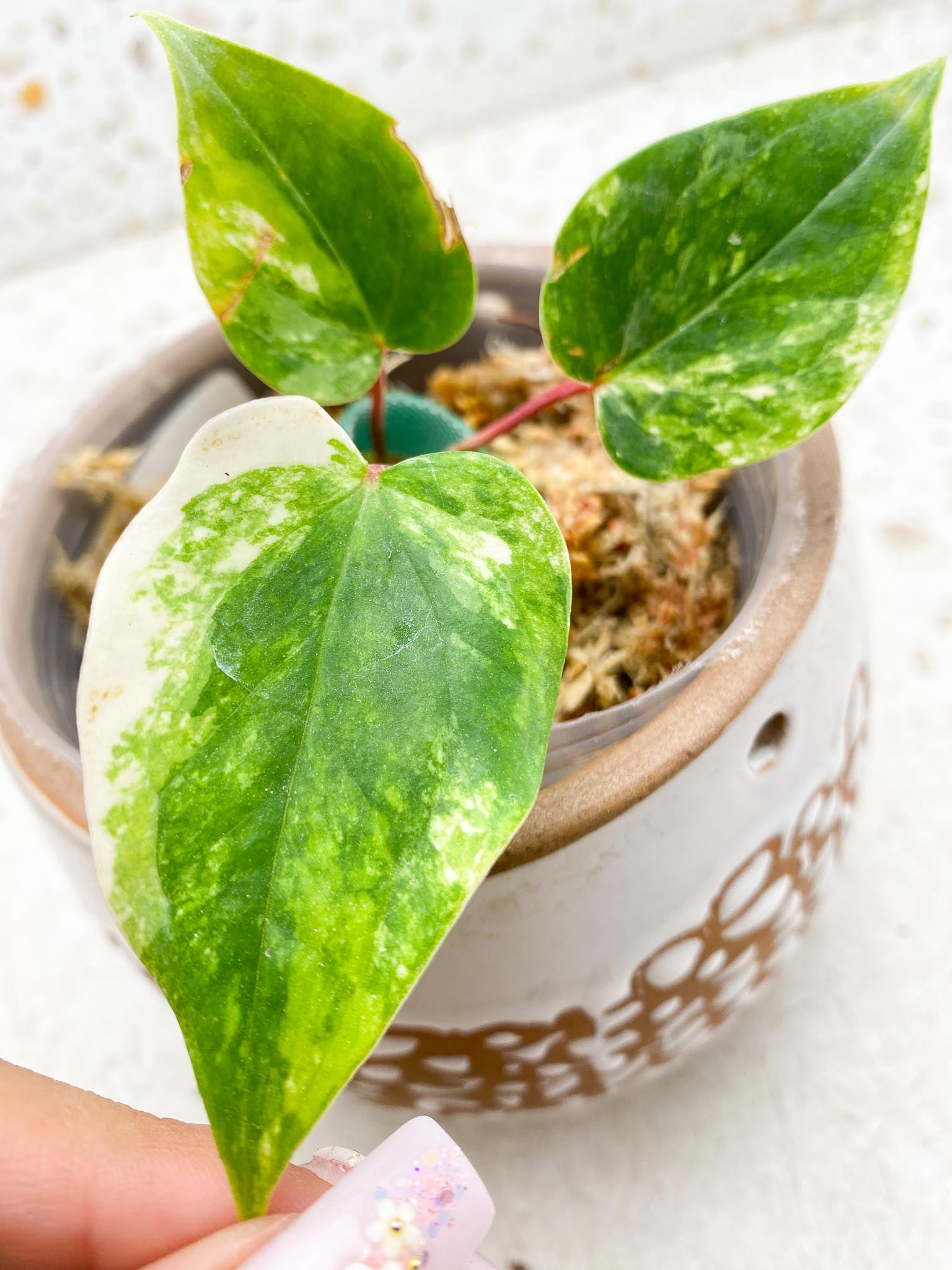 Anthurium andraeanum Variegated (Multiple choice)