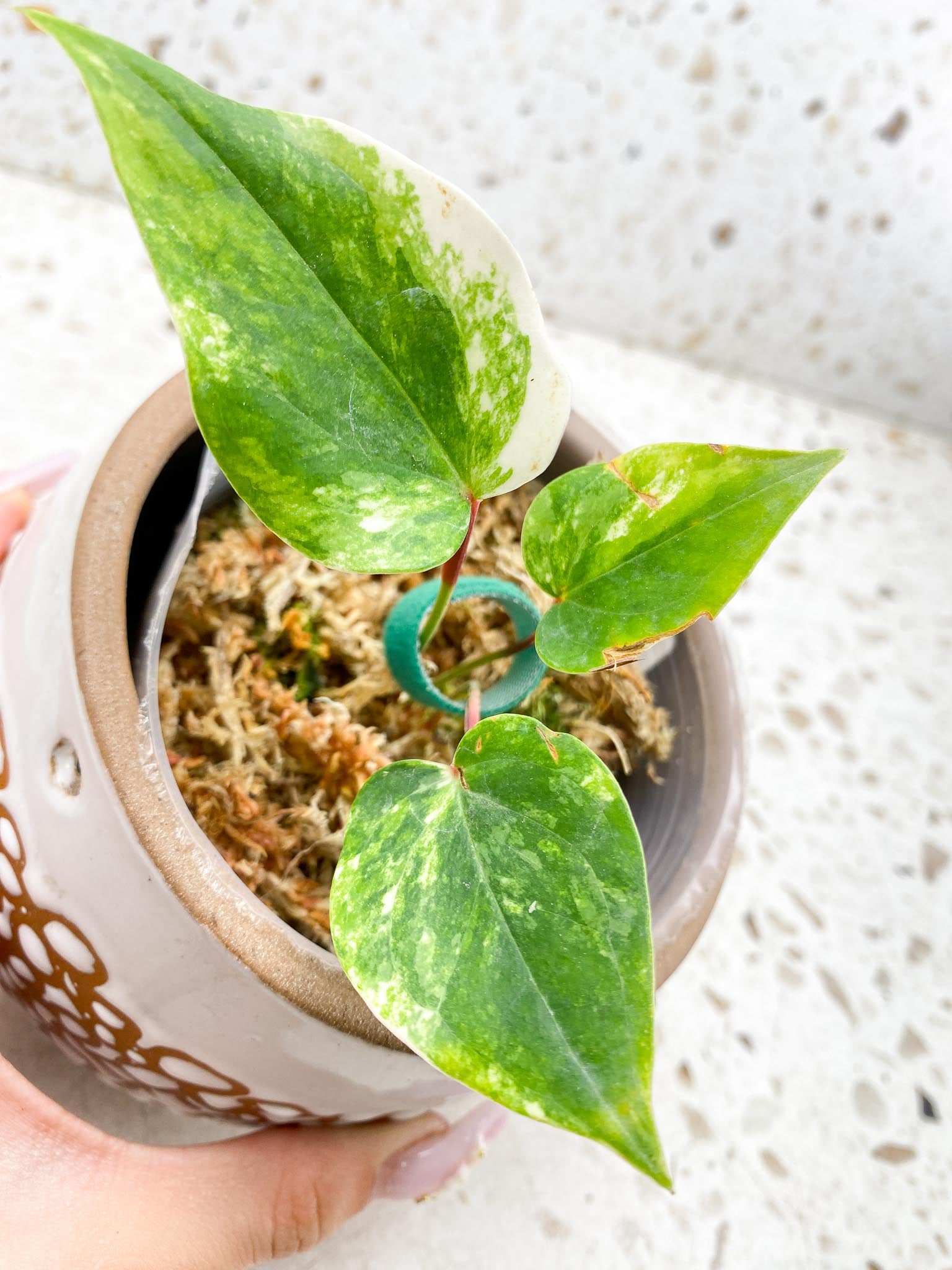 Anthurium andraeanum Variegated (Multiple choice)