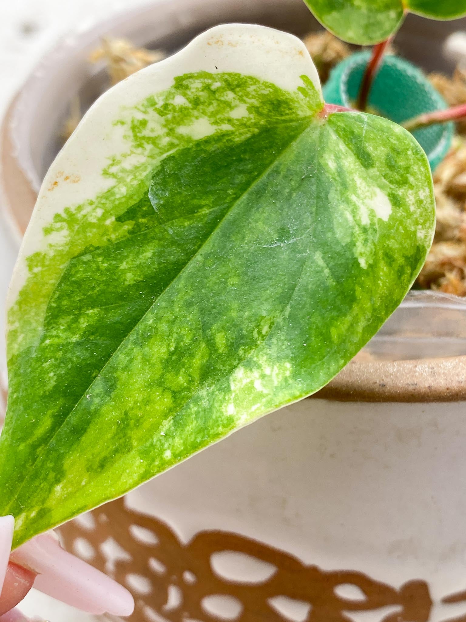 Anthurium andraeanum Variegated (Multiple choice)