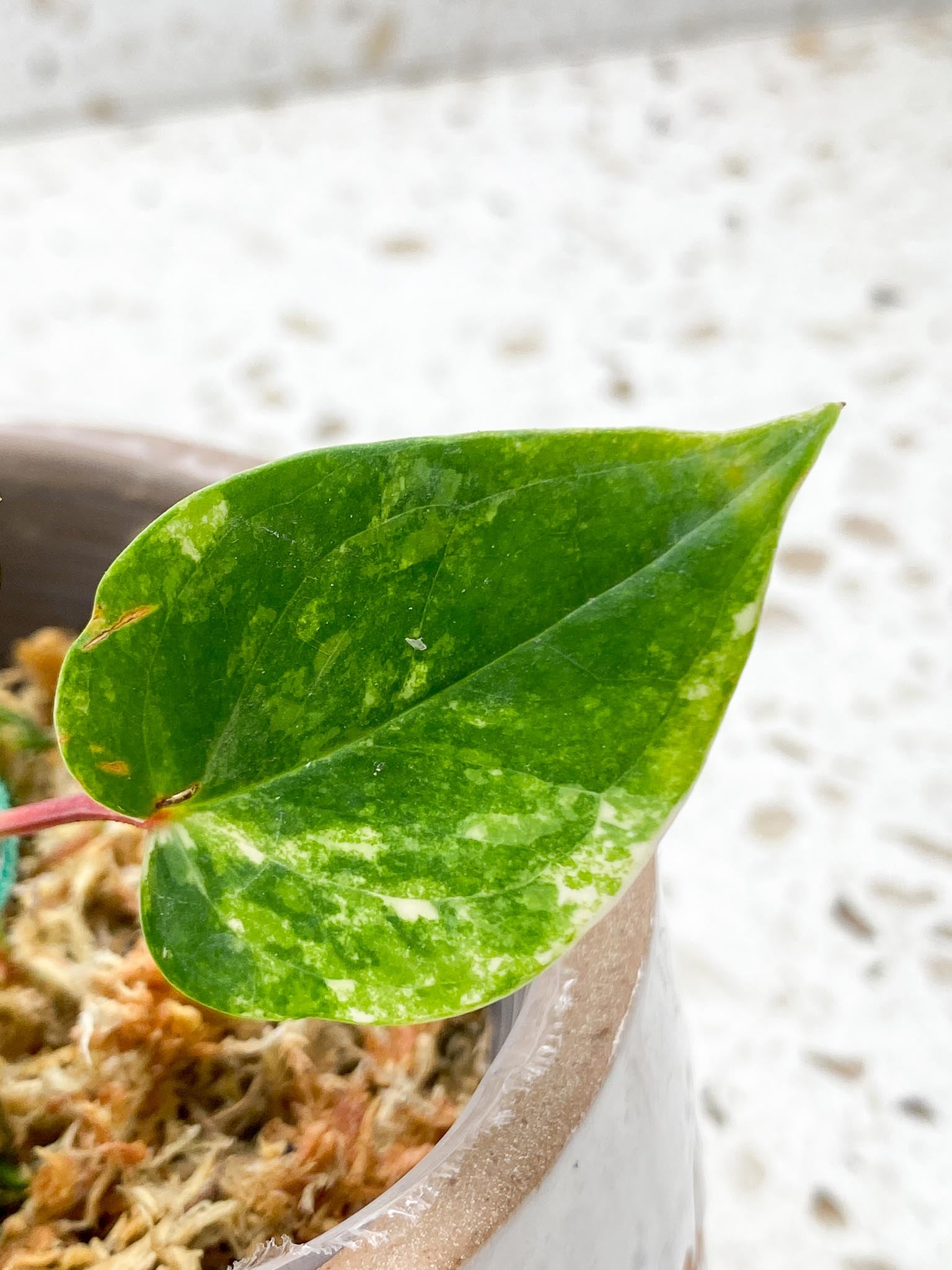 Anthurium andraeanum Variegated (Multiple choice)