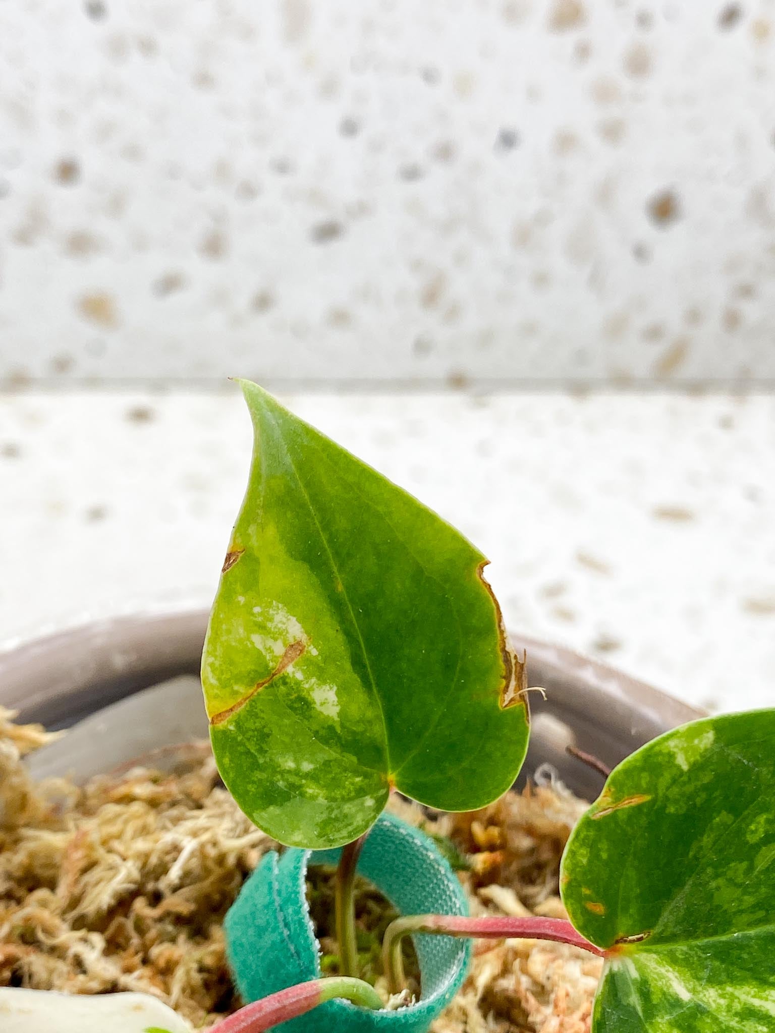 Anthurium andraeanum Variegated (Multiple choice)