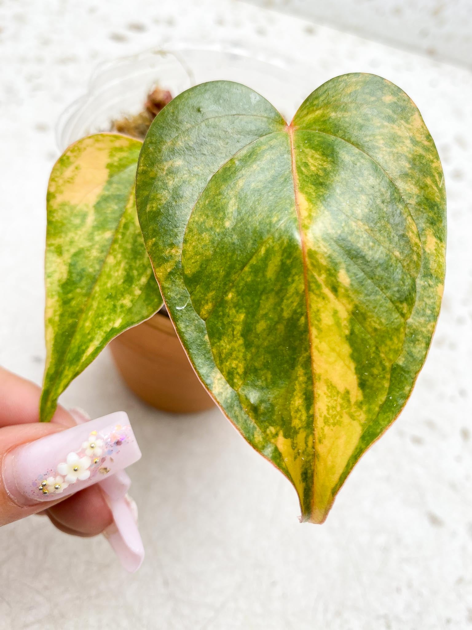 Anthurium andraeanum Variegated (Multiple choice)