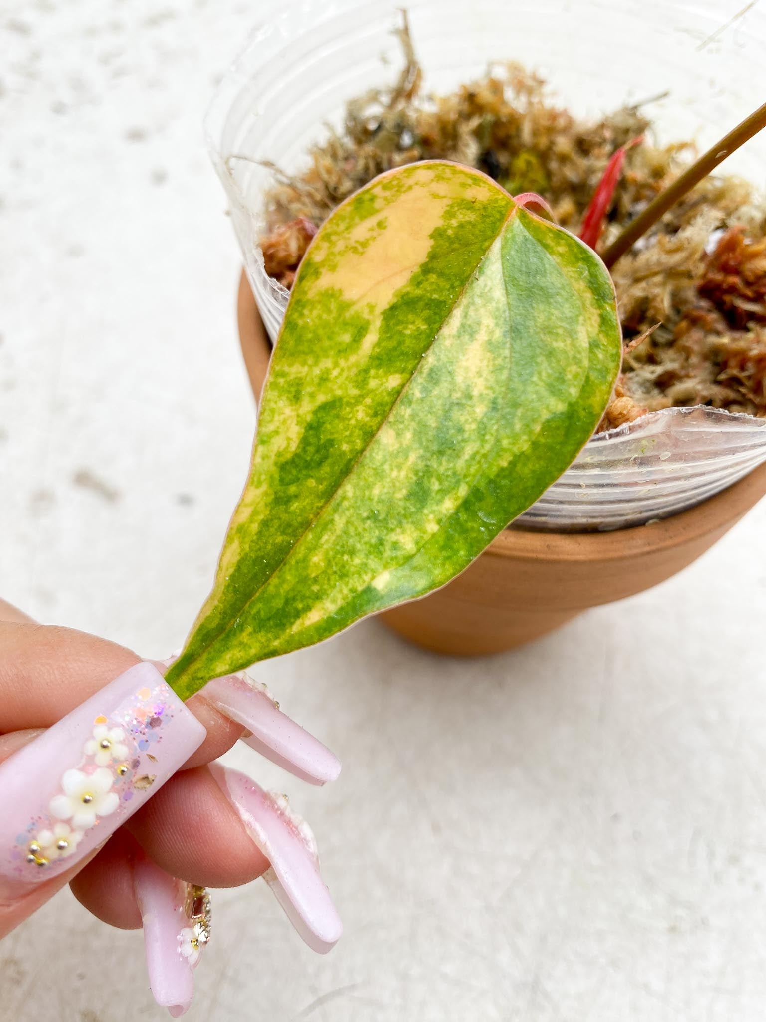 Anthurium andraeanum Variegated (Multiple choice)