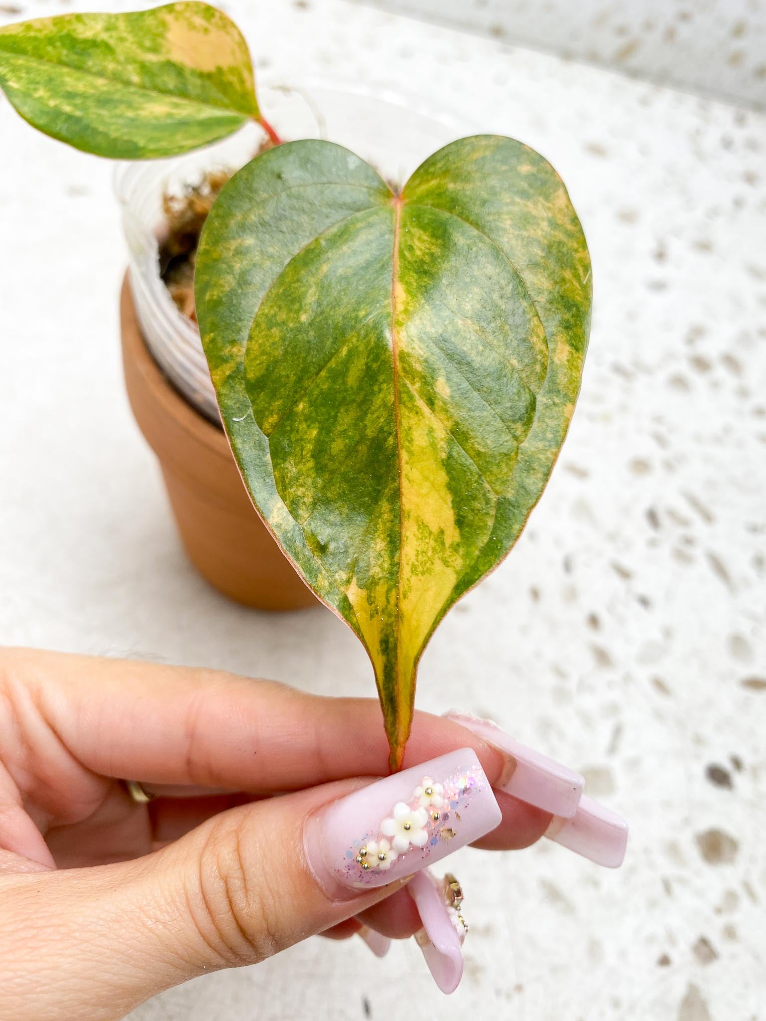 Anthurium andraeanum Variegated (Multiple choice)