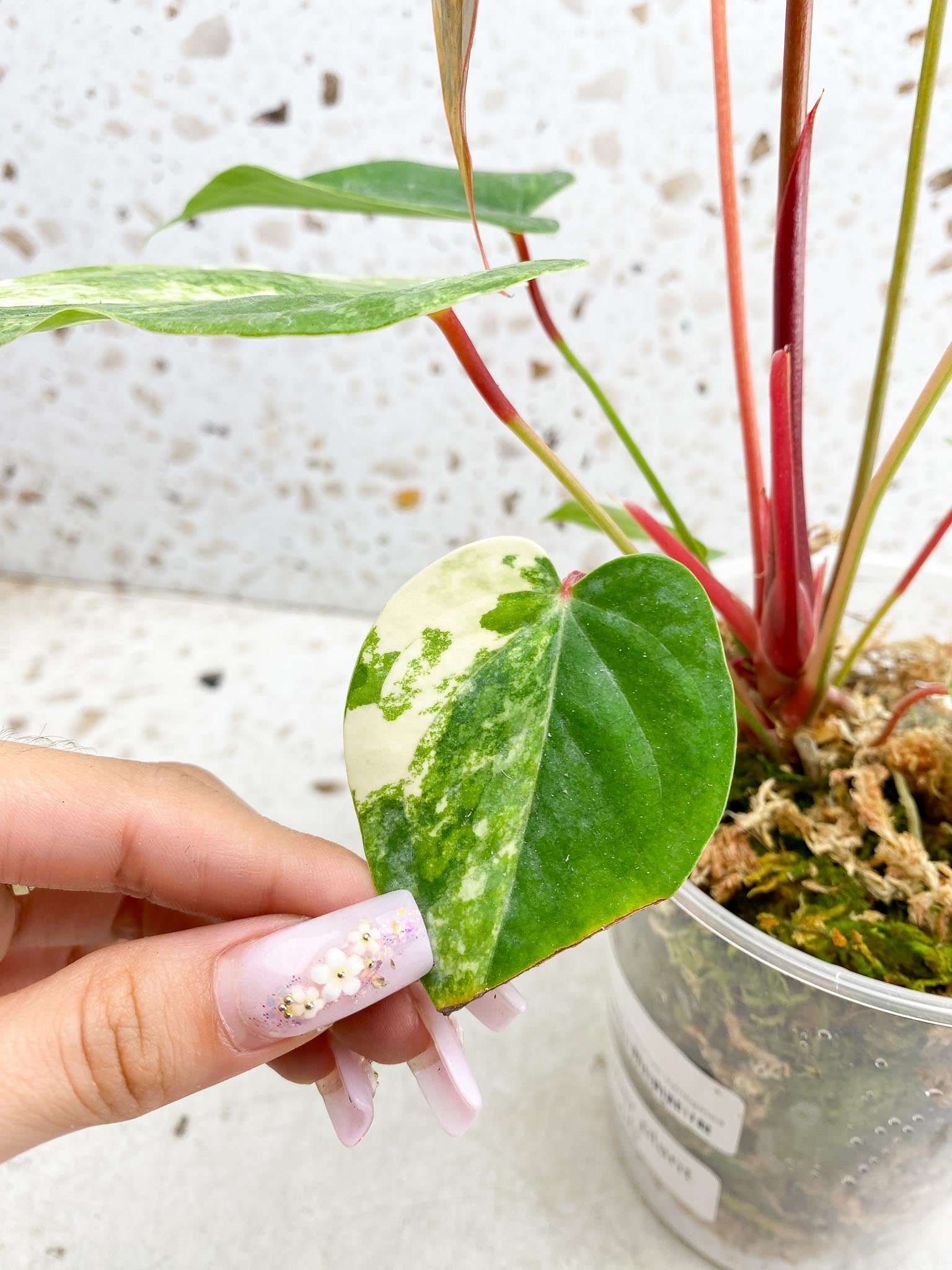 Anthurium andraeanum Variegated Multiple Leaves Mother plant Showcase