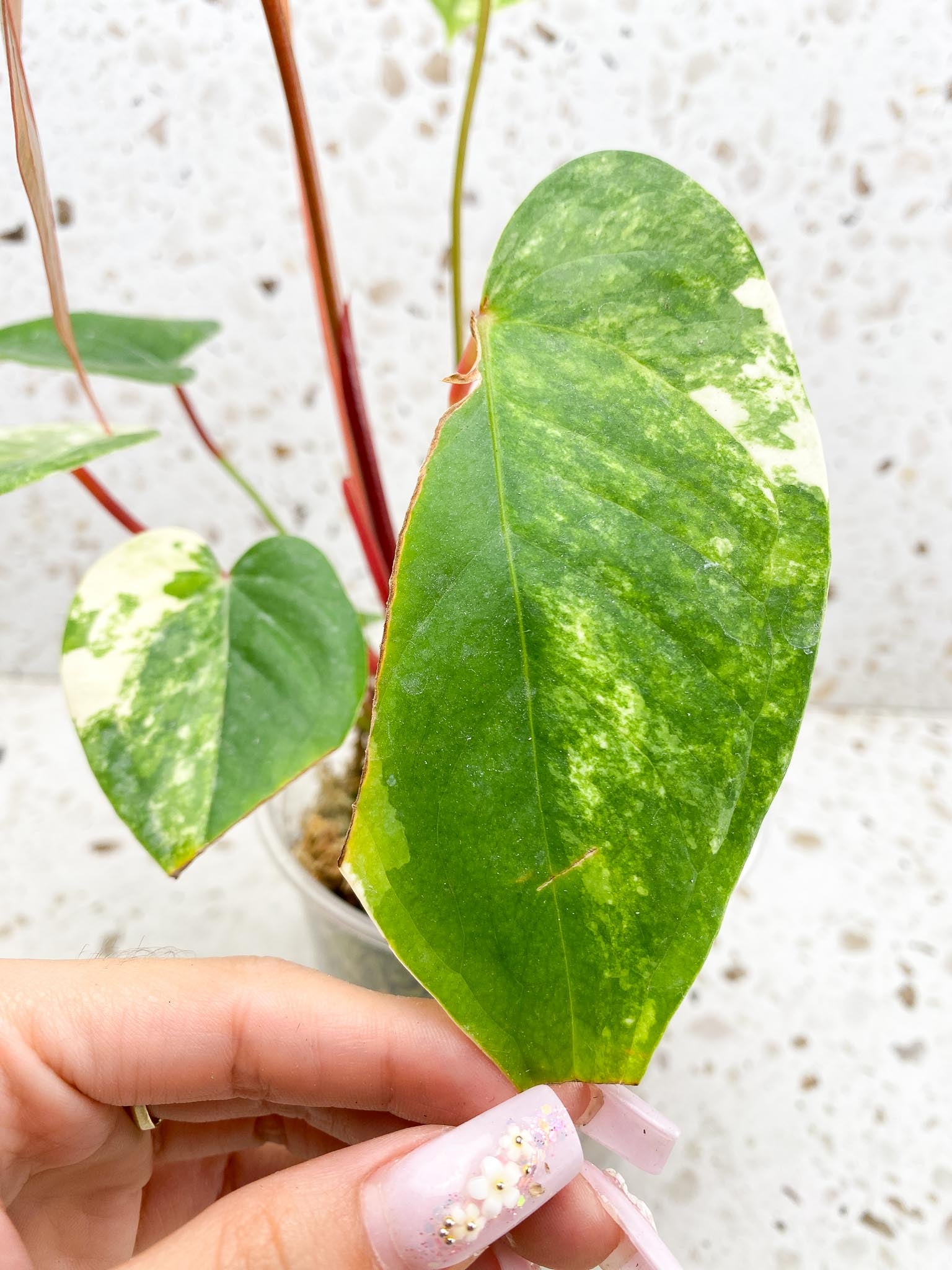 Anthurium andraeanum Variegated Multiple Leaves Mother plant Showcase