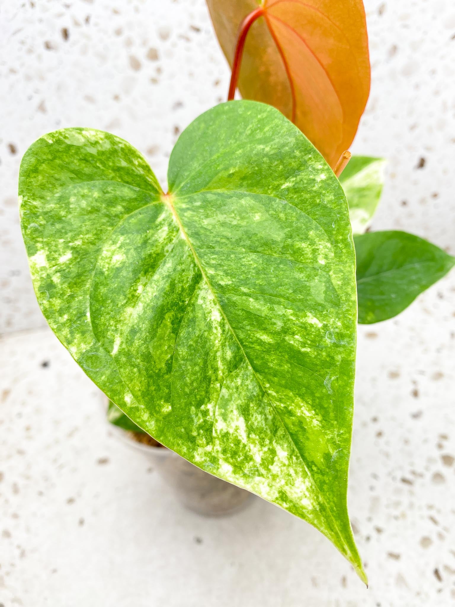 Anthurium andraeanum Variegated Multiple Leaves Mother plant Showcase