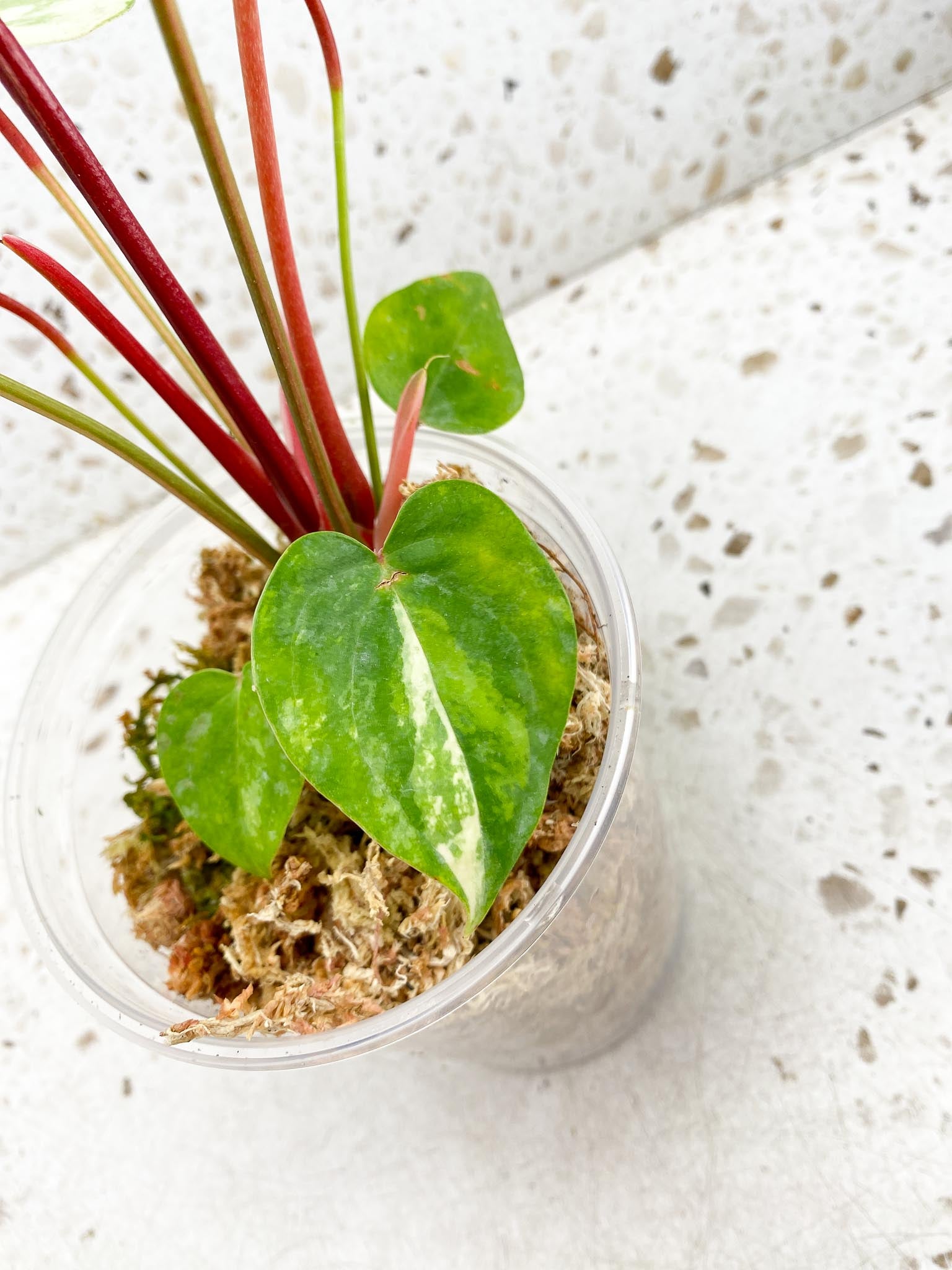 Anthurium andraeanum Variegated Multiple Leaves Mother plant Showcase