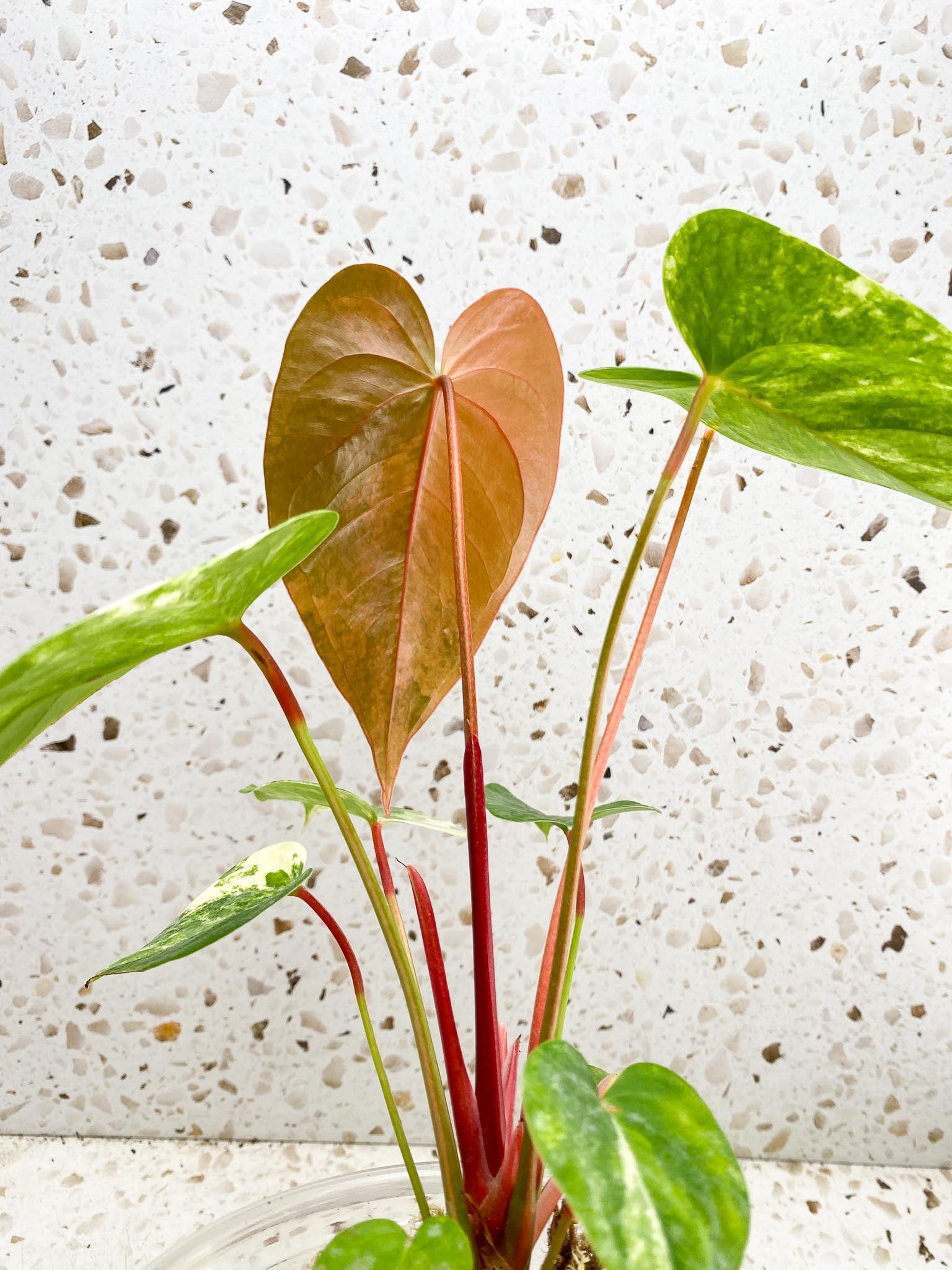 Anthurium andraeanum Variegated Multiple Leaves Mother plant Showcase