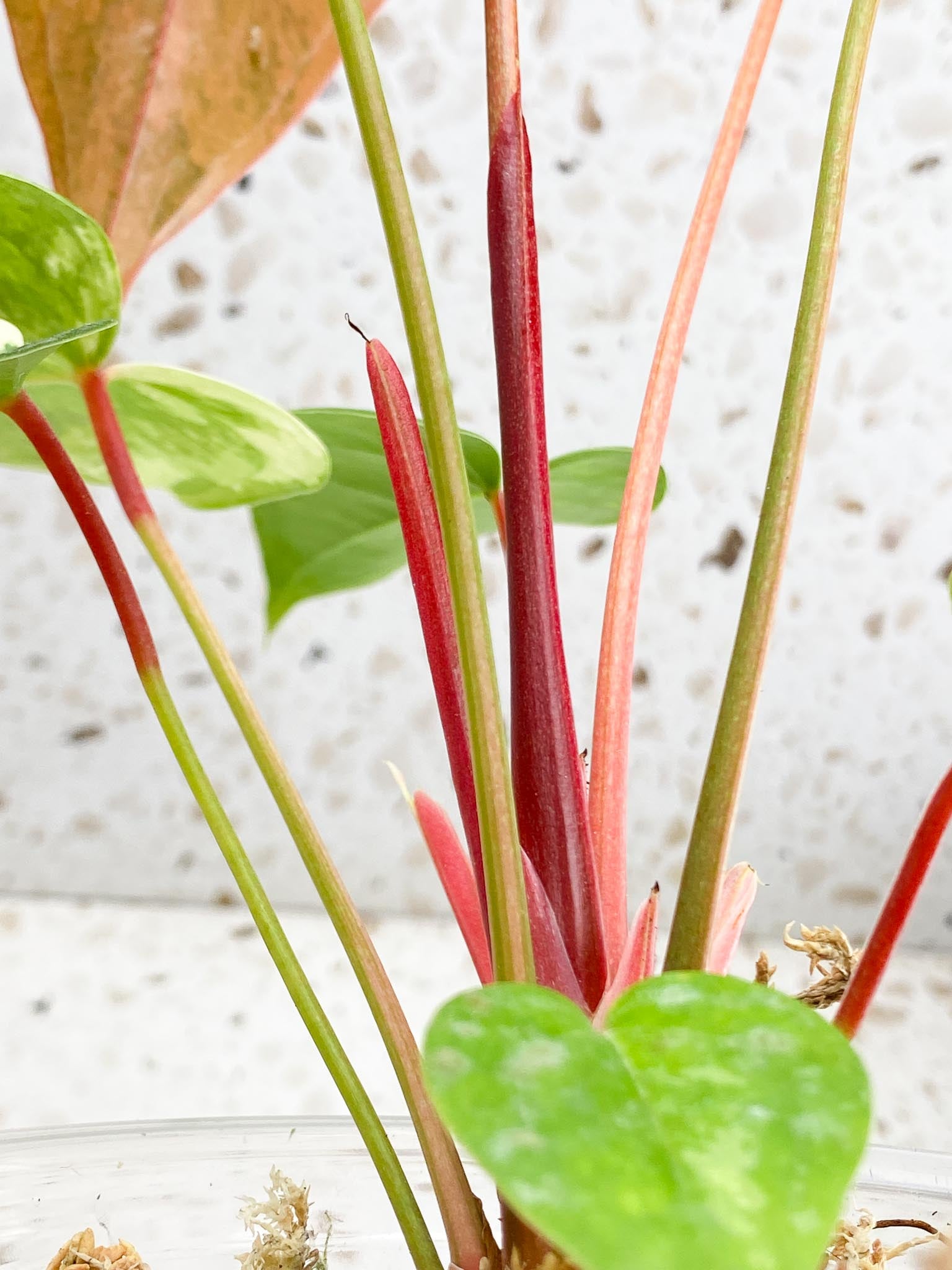 Anthurium andraeanum Variegated Multiple Leaves Mother plant Showcase