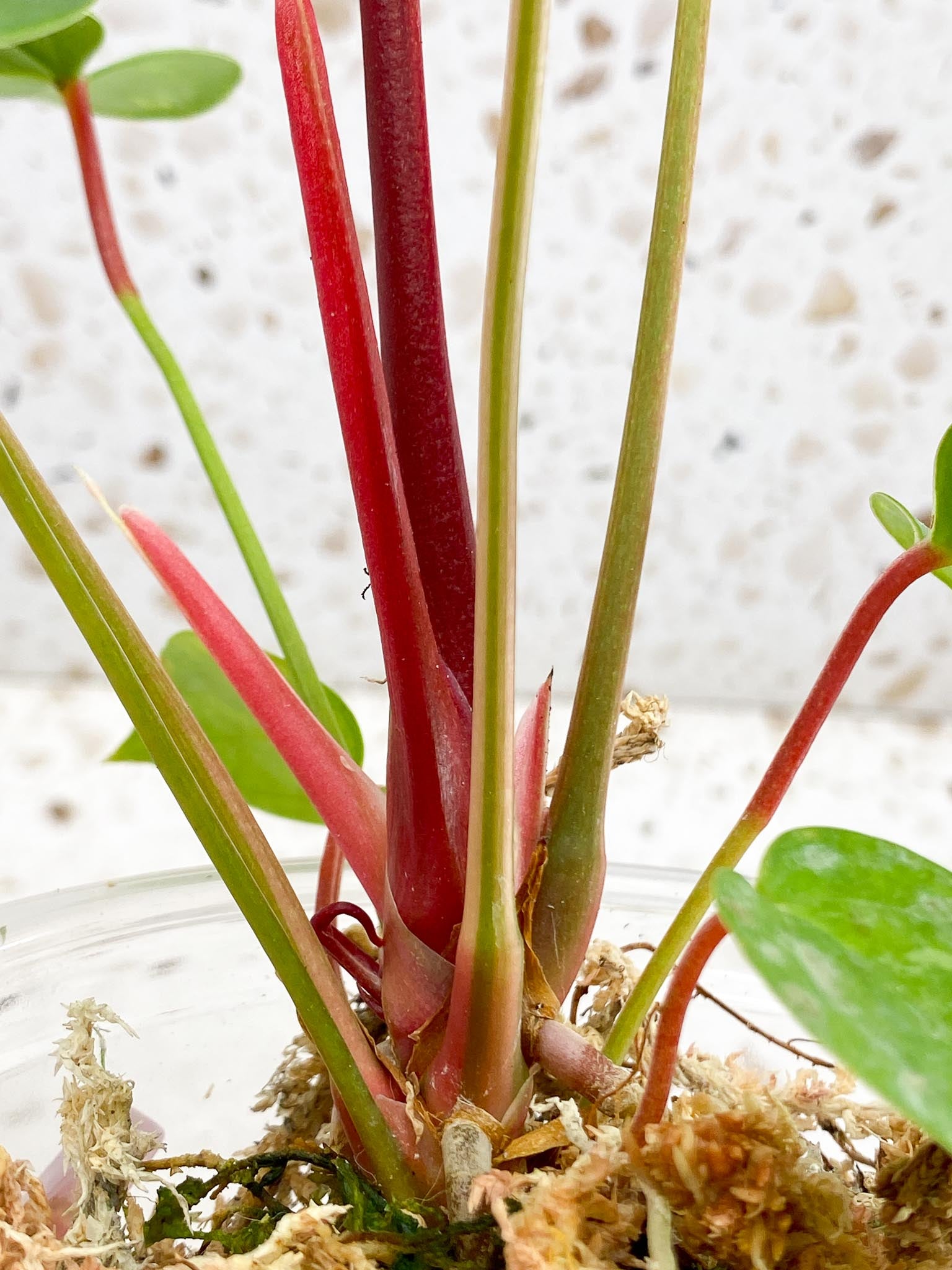 Anthurium andraeanum Variegated Multiple Leaves Mother plant Showcase