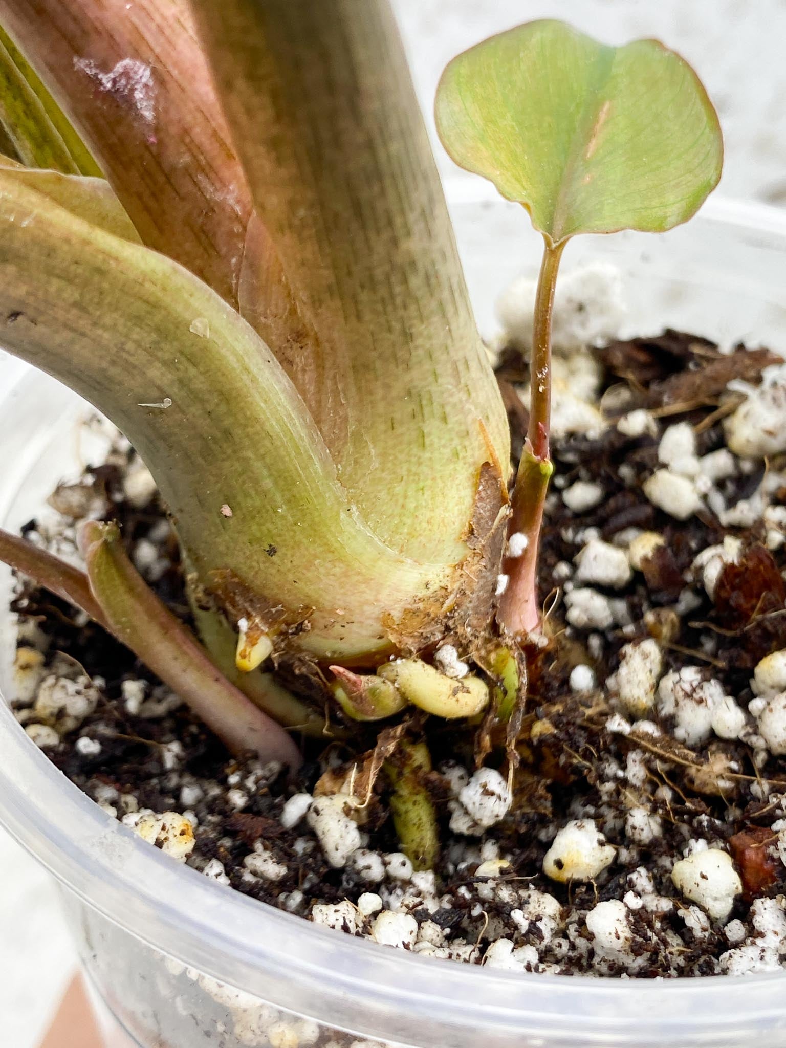 Homalomena Pink Diamond Variegated Multiple Leaves  Multiple Nodes 2 Sprouts Top Cutting Rooted-