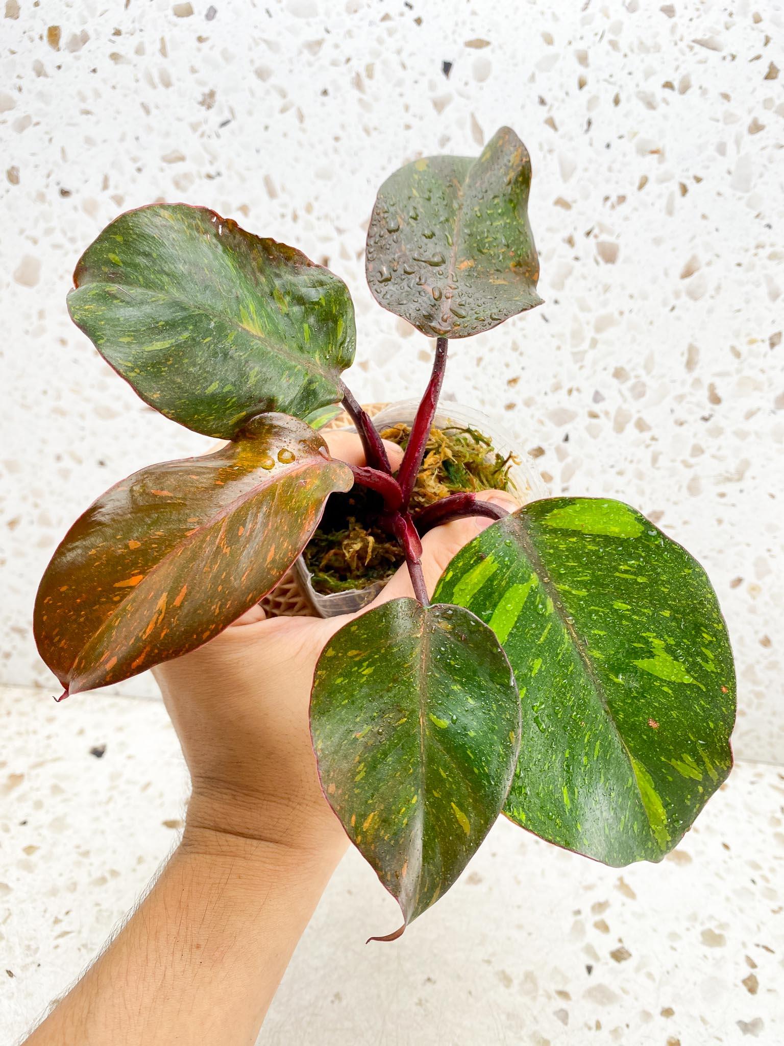 Philodendron Orange Princess Galaxy 5 Leaves 5 Nodes  Rooted