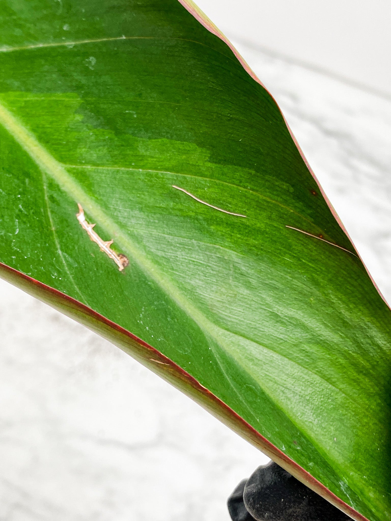 *Philodendron Firebird Variegated 3 leaf top cutting