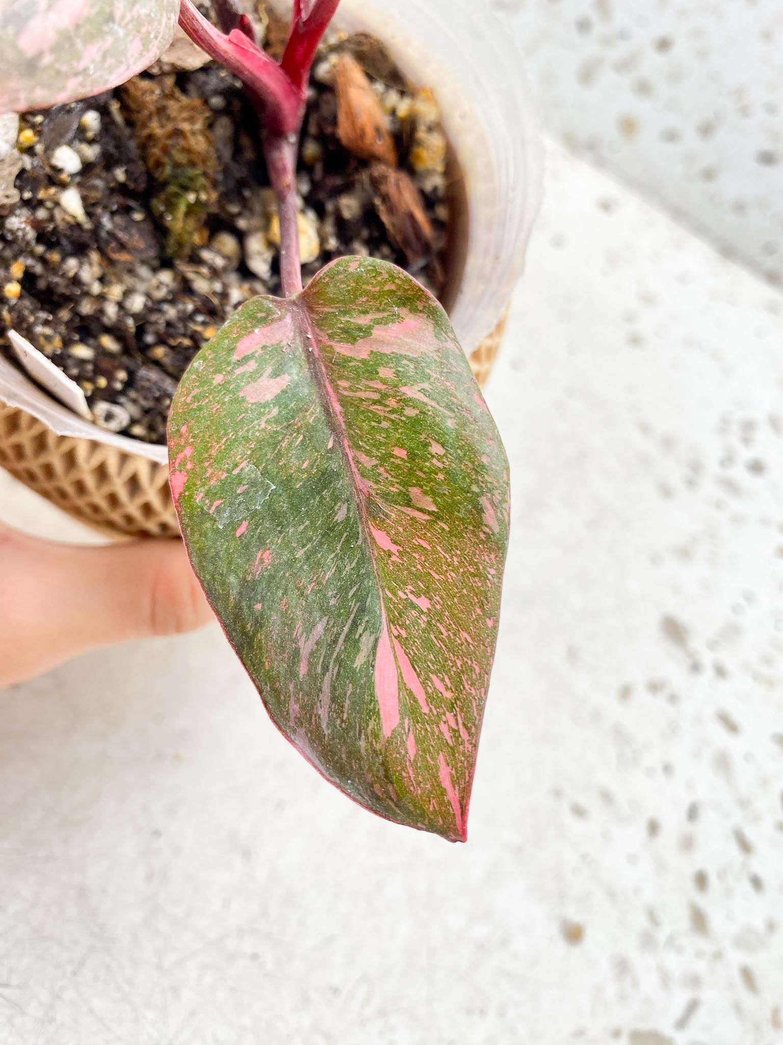 Philodendron Pink Princess Galaxy 5 Leaves 5 Nodes  Top Cutting Rooted