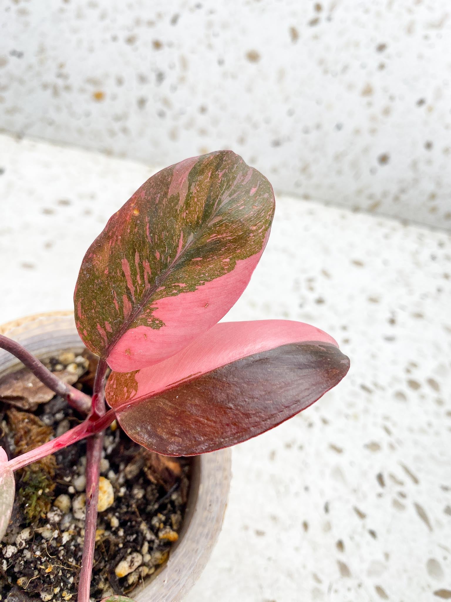 Philodendron Pink Princess Galaxy 5 Leaves 5 Nodes  Top Cutting Rooted