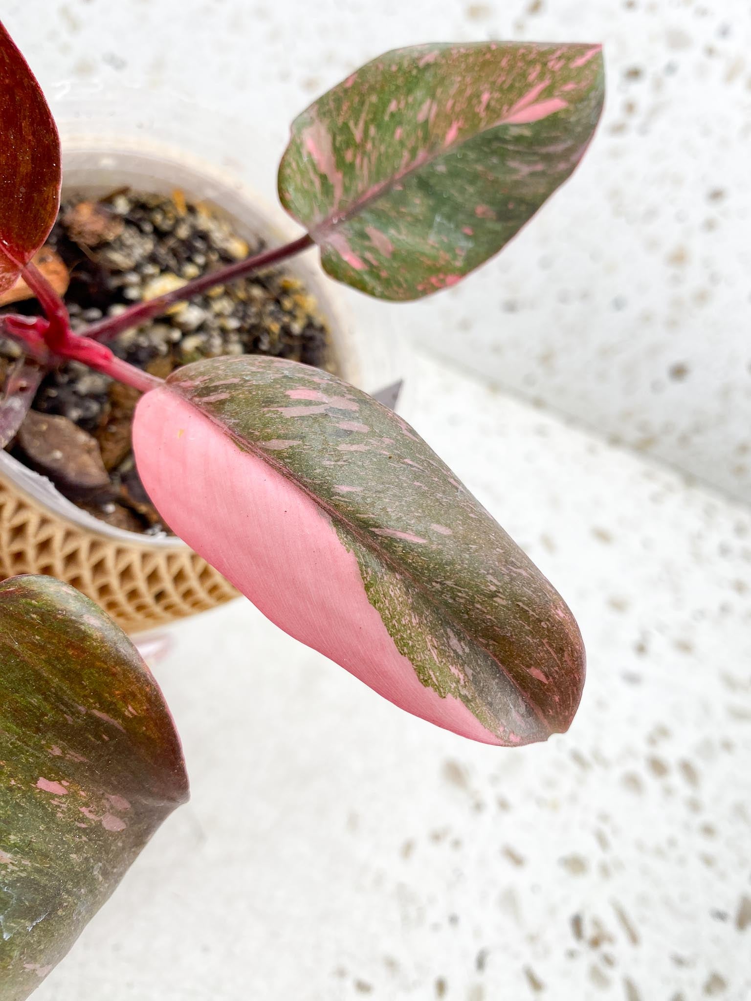 Philodendron Pink Princess Galaxy 5 Leaves 5 Nodes  Top Cutting Rooted