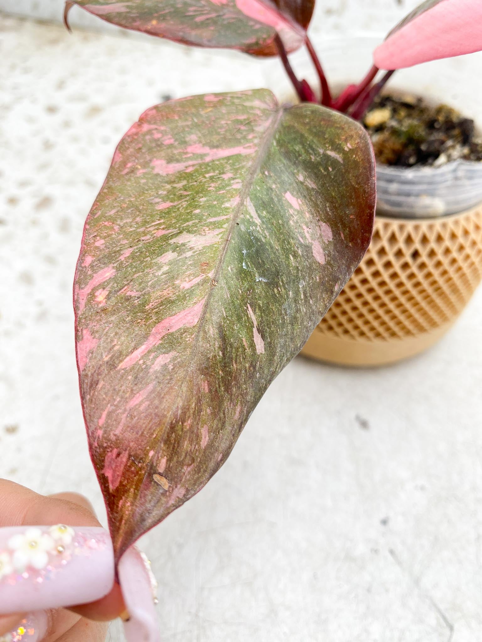 Philodendron Pink Princess Galaxy 5 Leaves 5 Nodes  Top Cutting Rooted