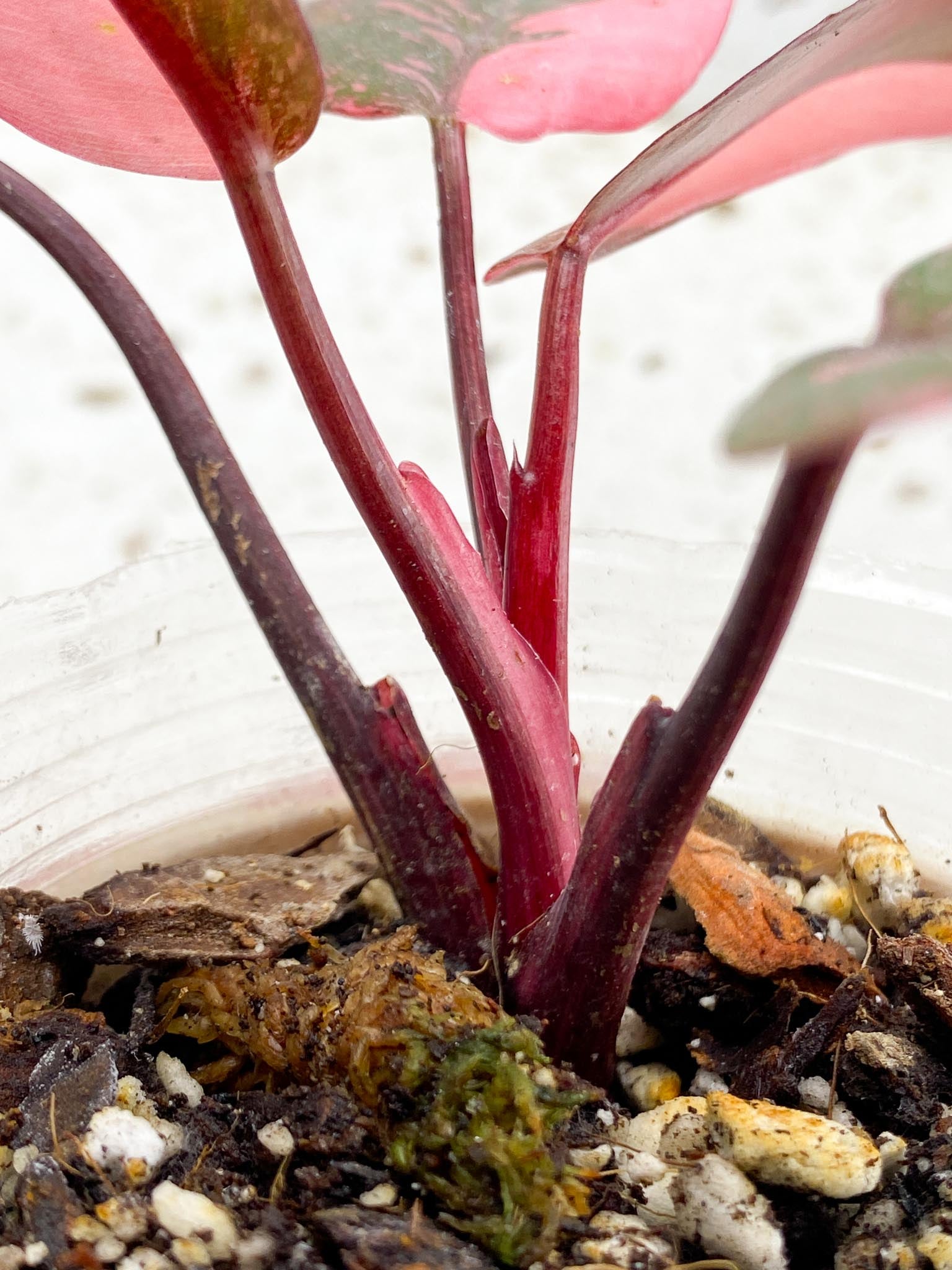 Philodendron Pink Princess Galaxy 5 Leaves 5 Nodes  Top Cutting Rooted