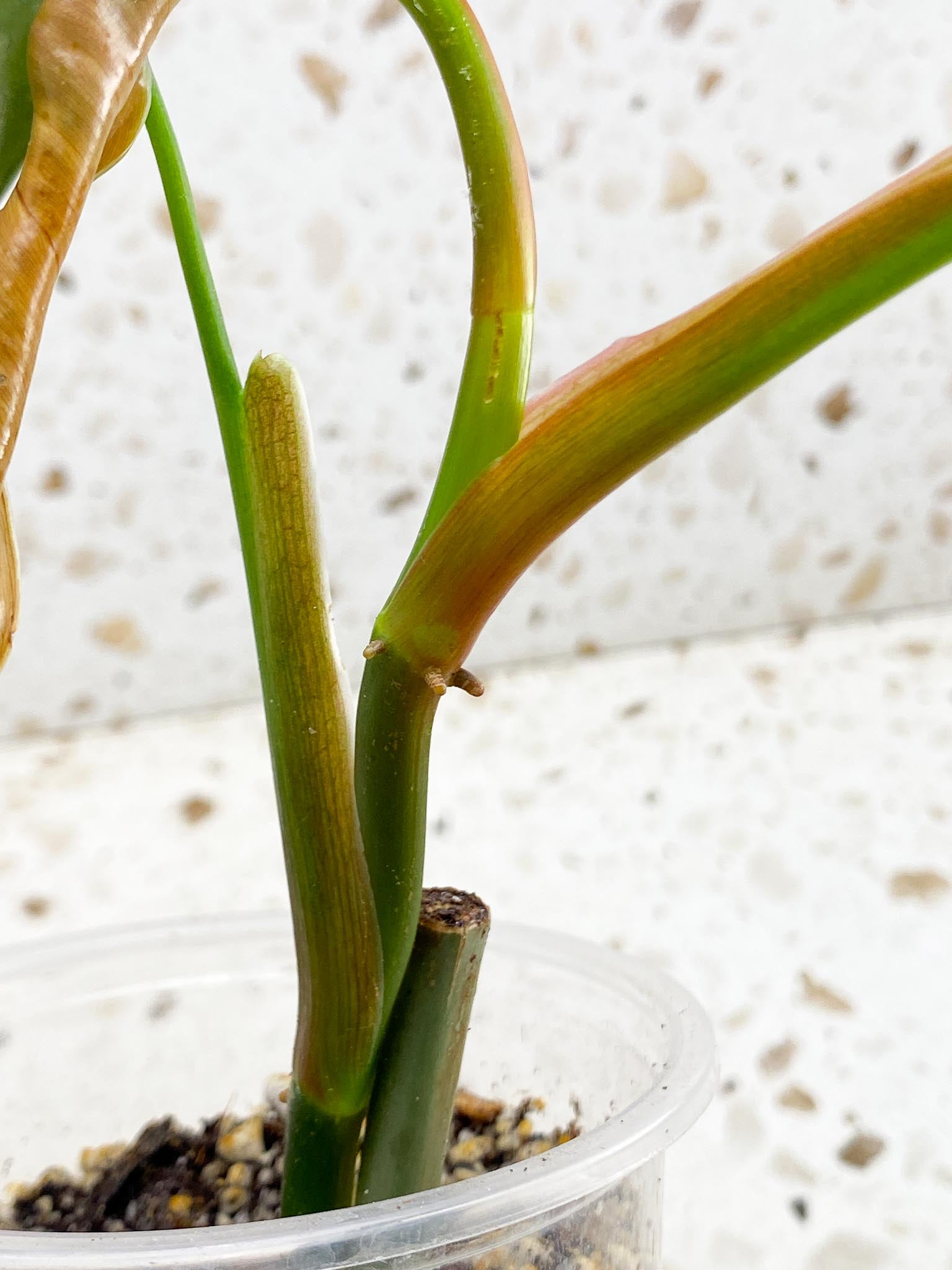 Philodendron Brandtianum Wild Form 3 Leaves  3 Nodes  Top Cutting Rooted