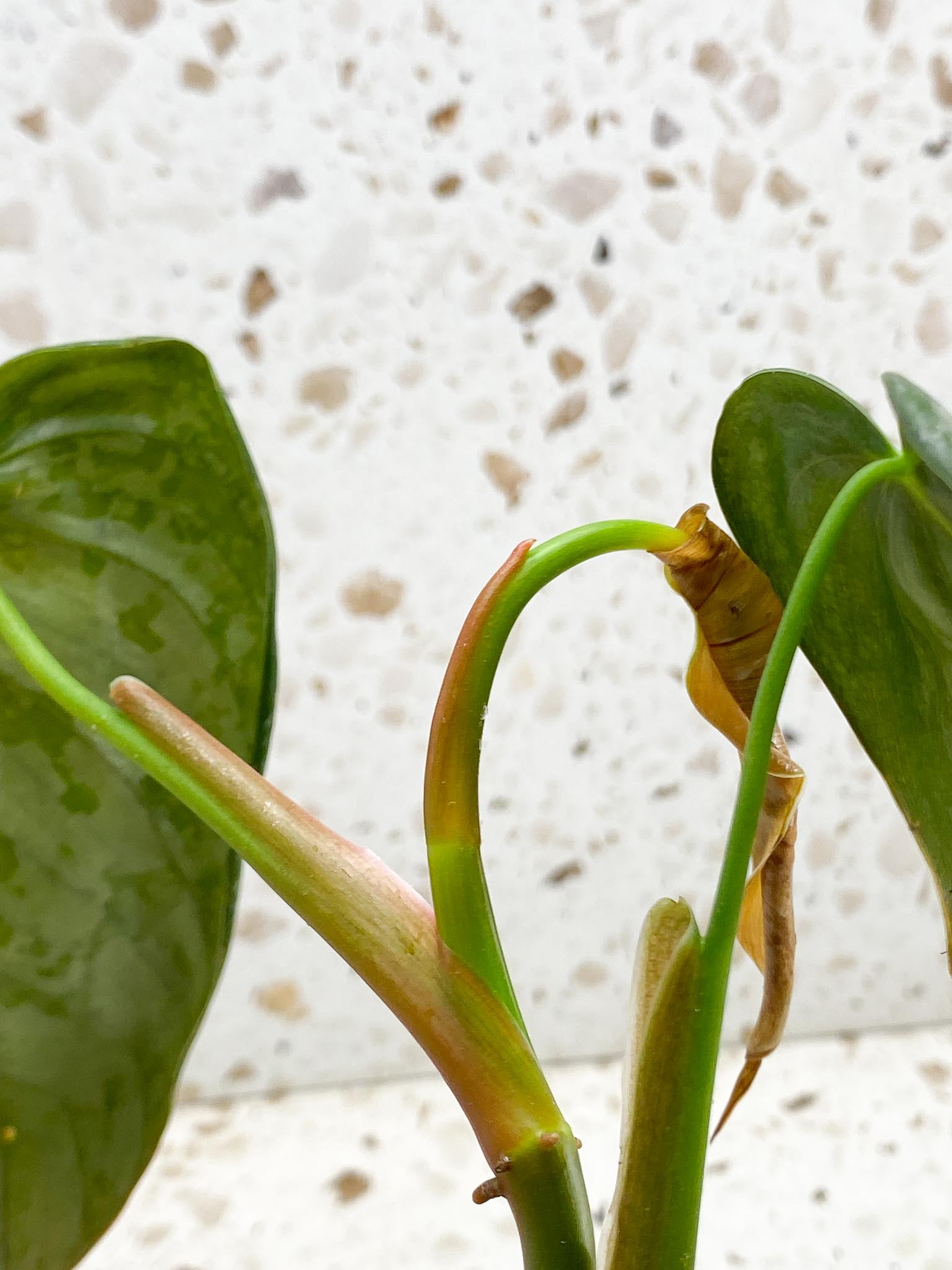 Philodendron Brandtianum Wild Form 3 Leaves  3 Nodes  Top Cutting Rooted