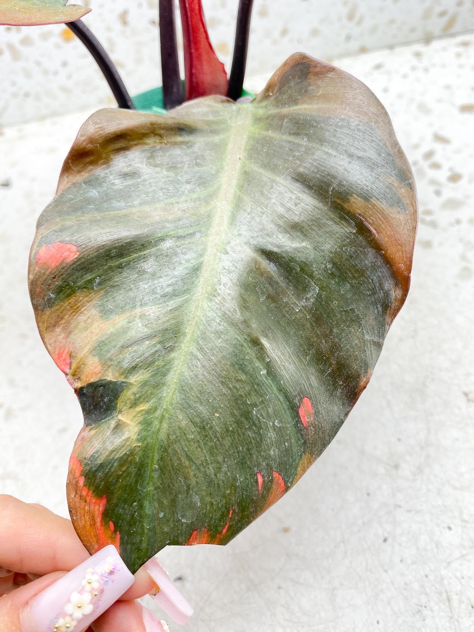 Philodendron Black Cardinal Variegated 4 Leaves  4 Nodes  1 Sprout Rooted-