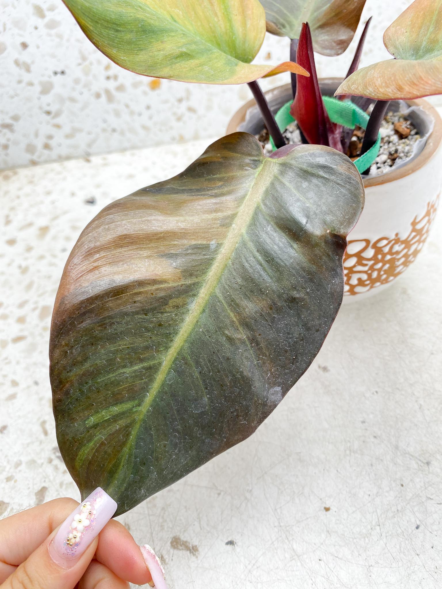 Philodendron Black Cardinal Variegated 4 Leaves  4 Nodes  1 Sprout Rooted-