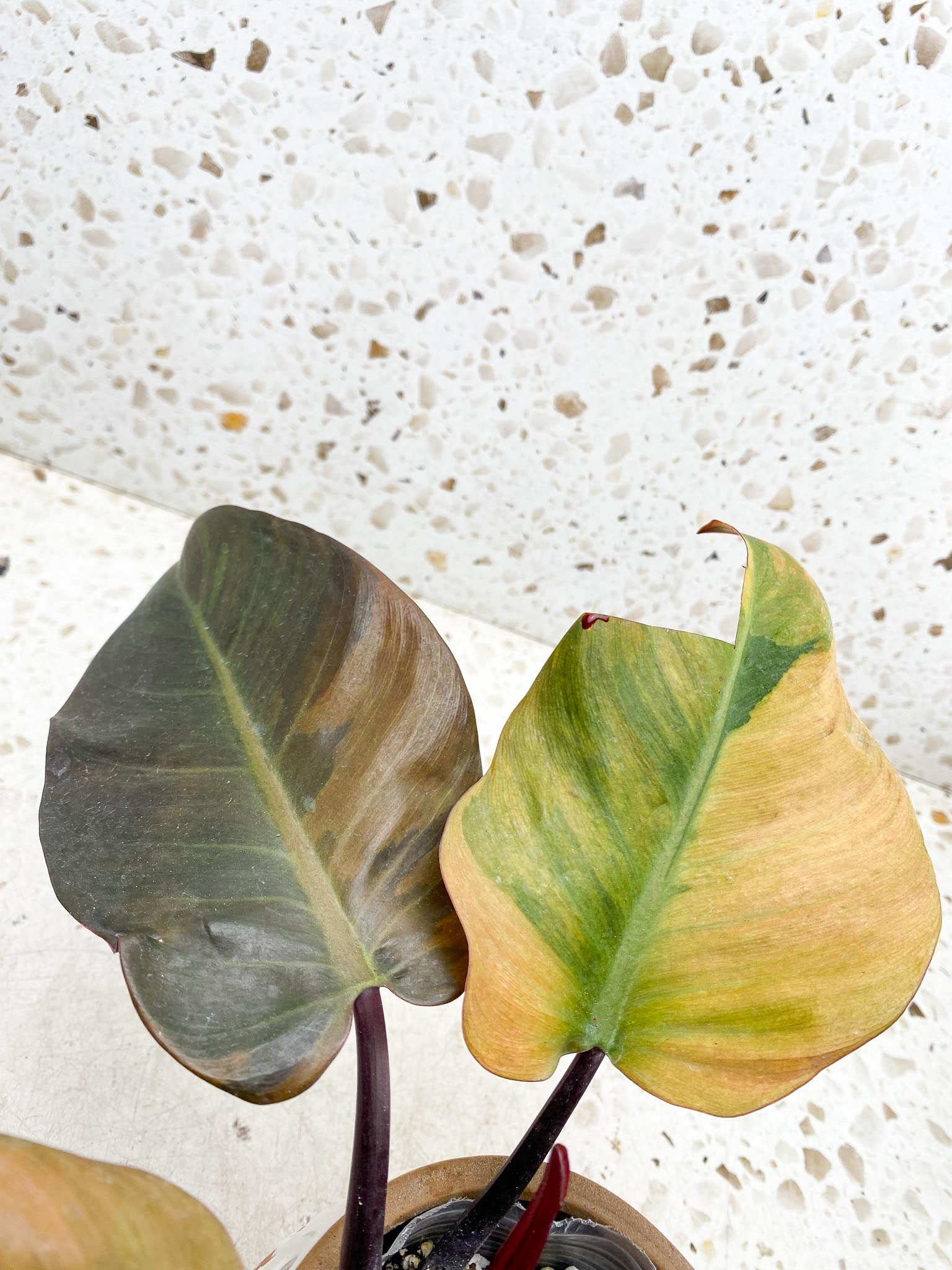 Philodendron Black Cardinal Variegated 4 Leaves  4 Nodes  1 Sprout Rooted-