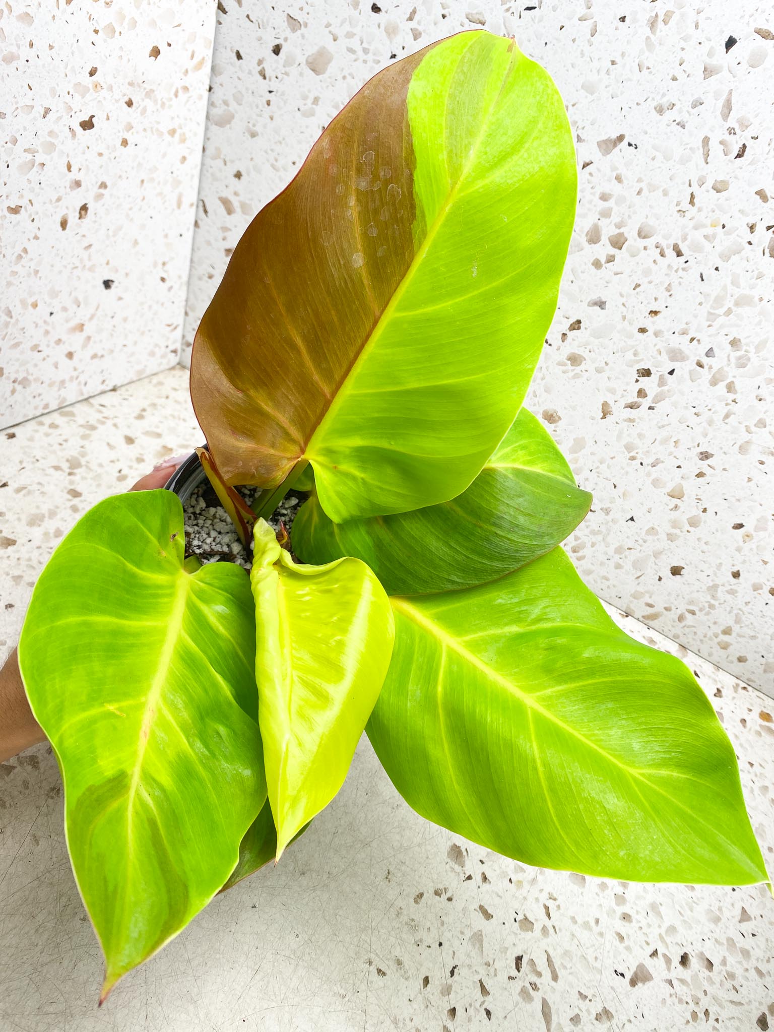 Philodendron Red Moon Variegated mother plant (Multiple Options)