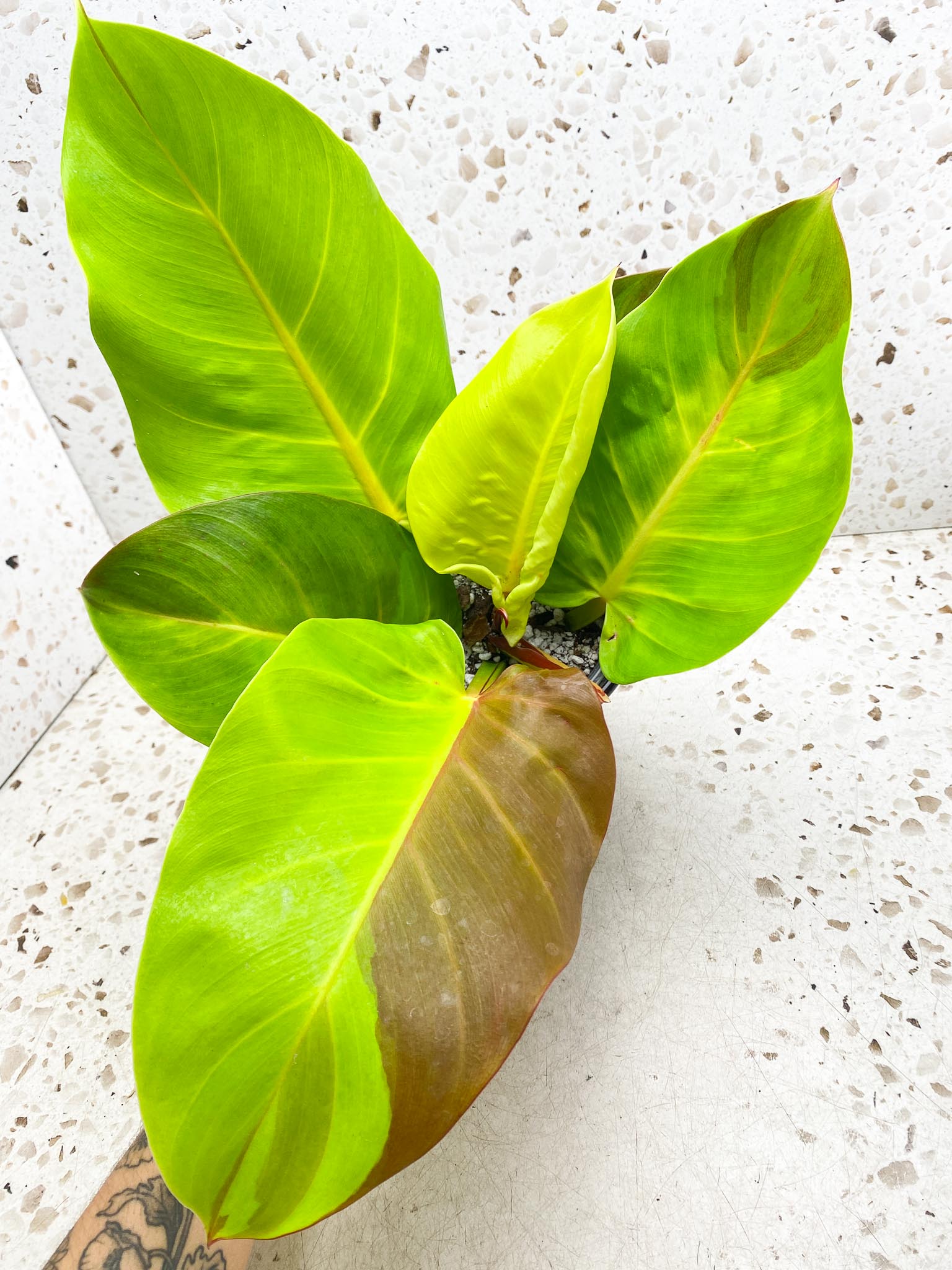 Philodendron Red Moon Variegated mother plant (Multiple Options)