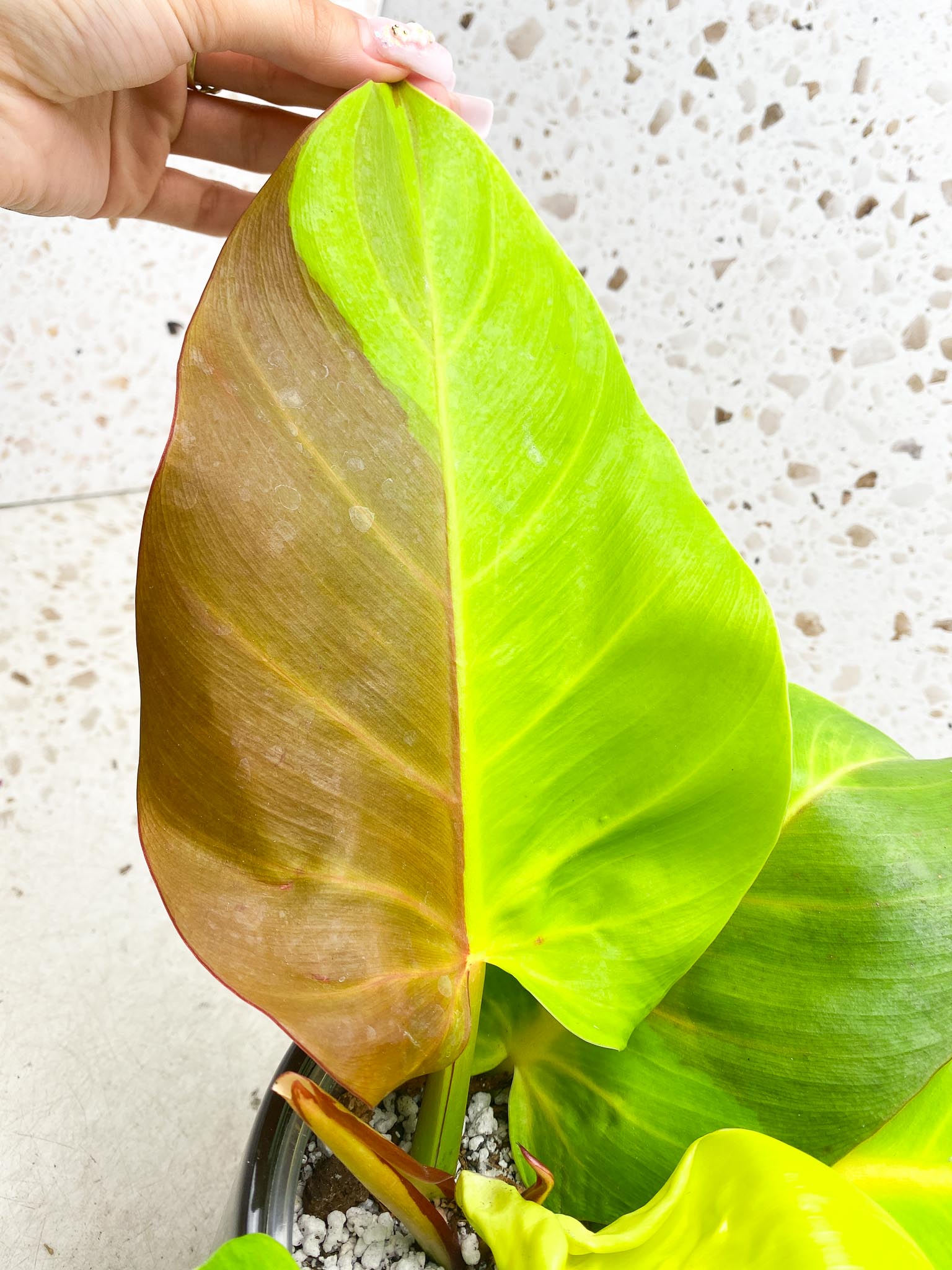 Philodendron Red Moon Variegated mother plant (Multiple Options)