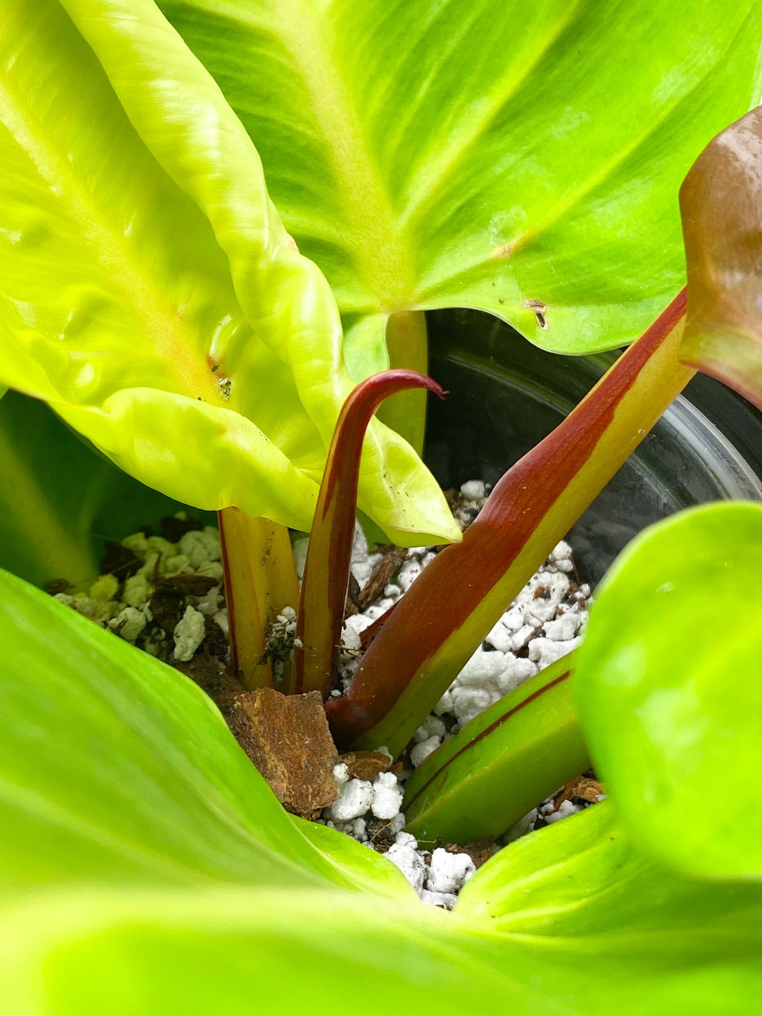 Philodendron Red Moon Variegated mother plant (Multiple Options)