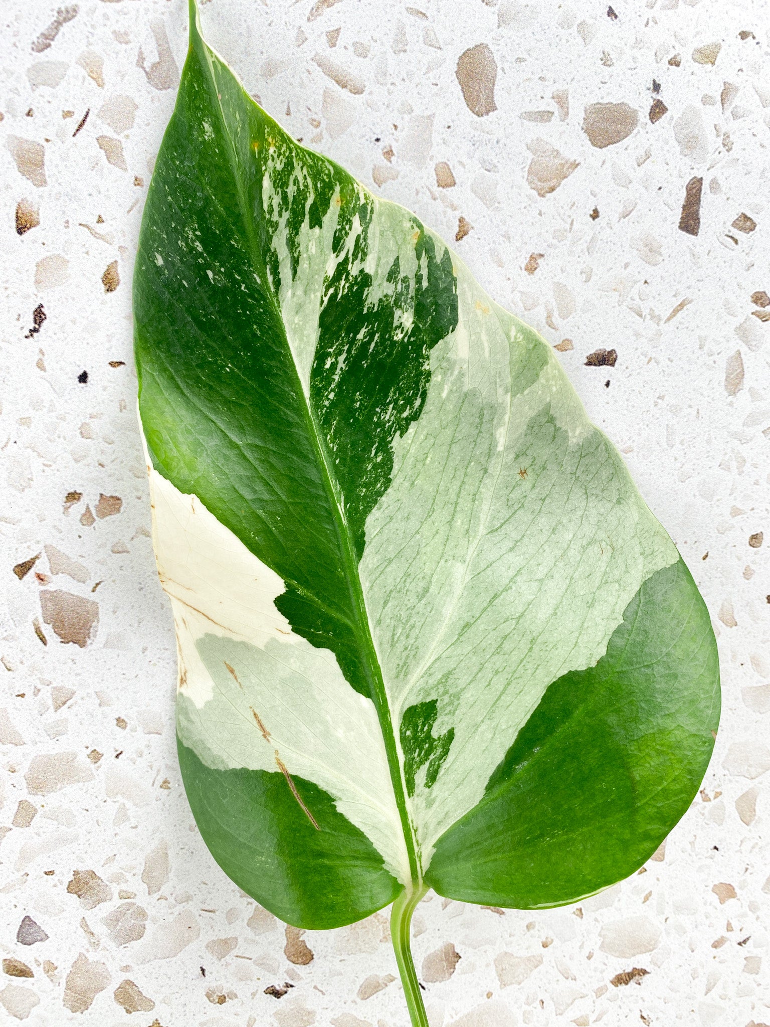 Monstera Albo White Tiger 1 leaf