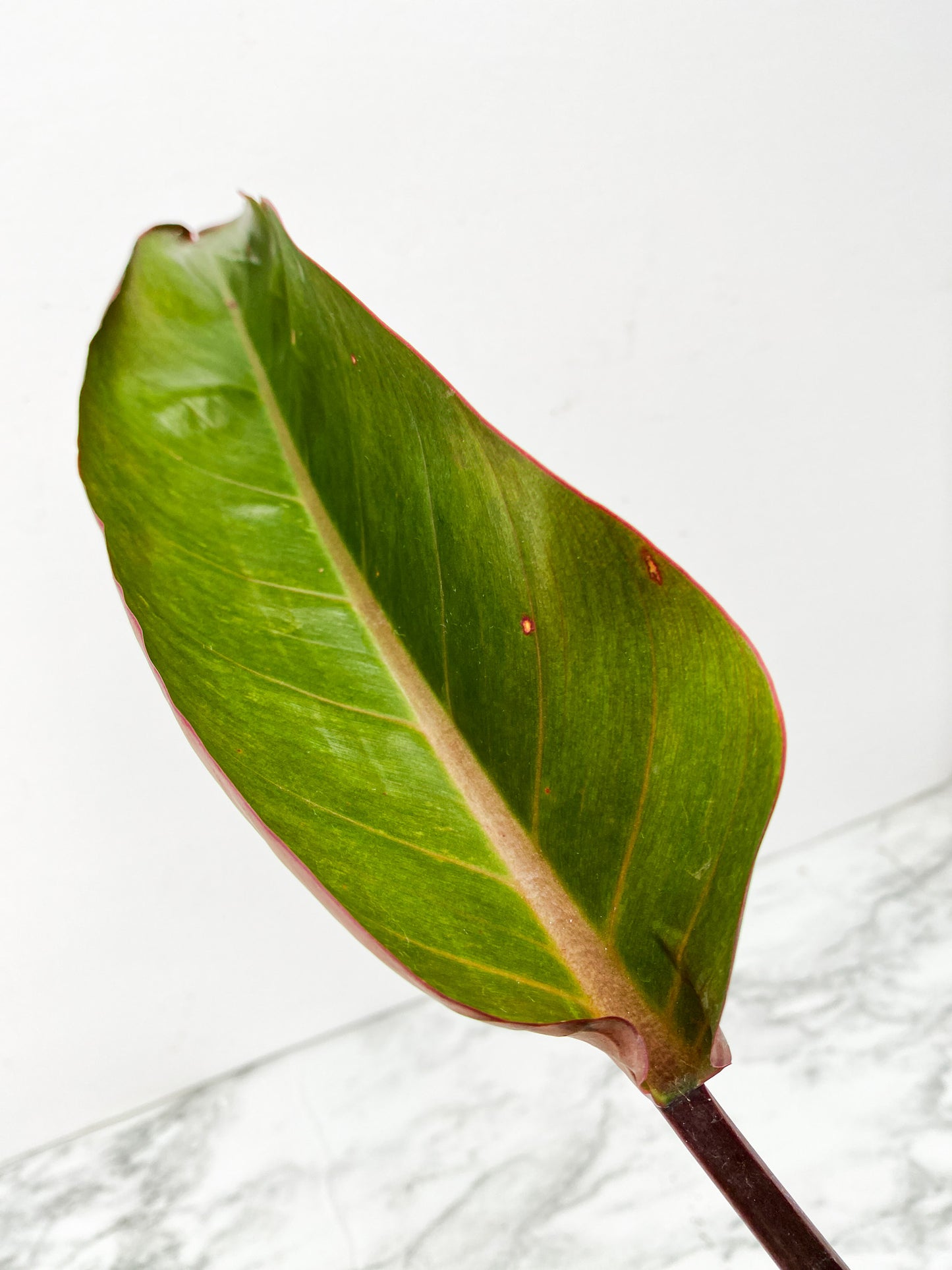 *Philodendron Firebird Variegated 3 leaf top cutting