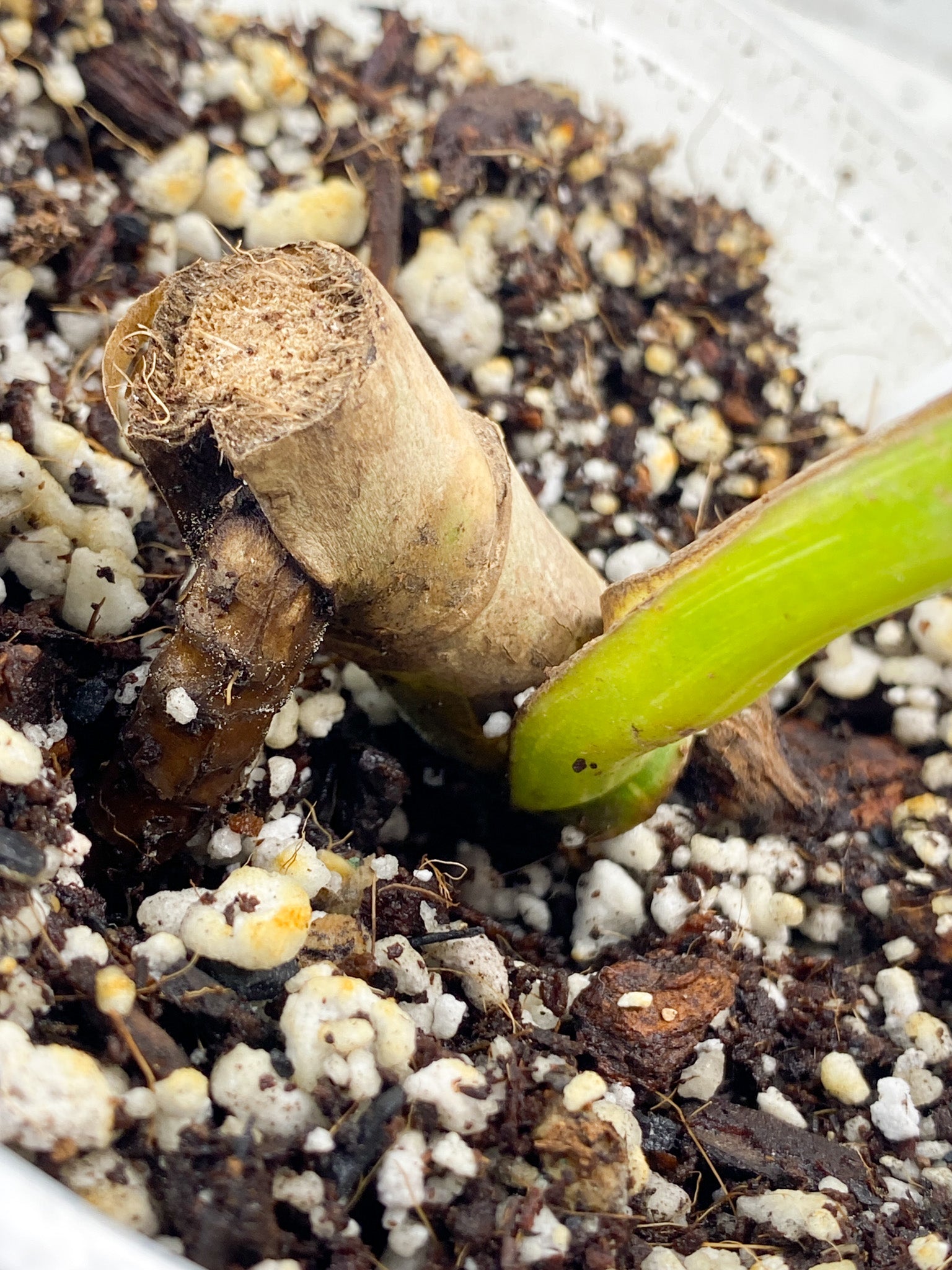 Monstera Albo White Tiger 1 leaf