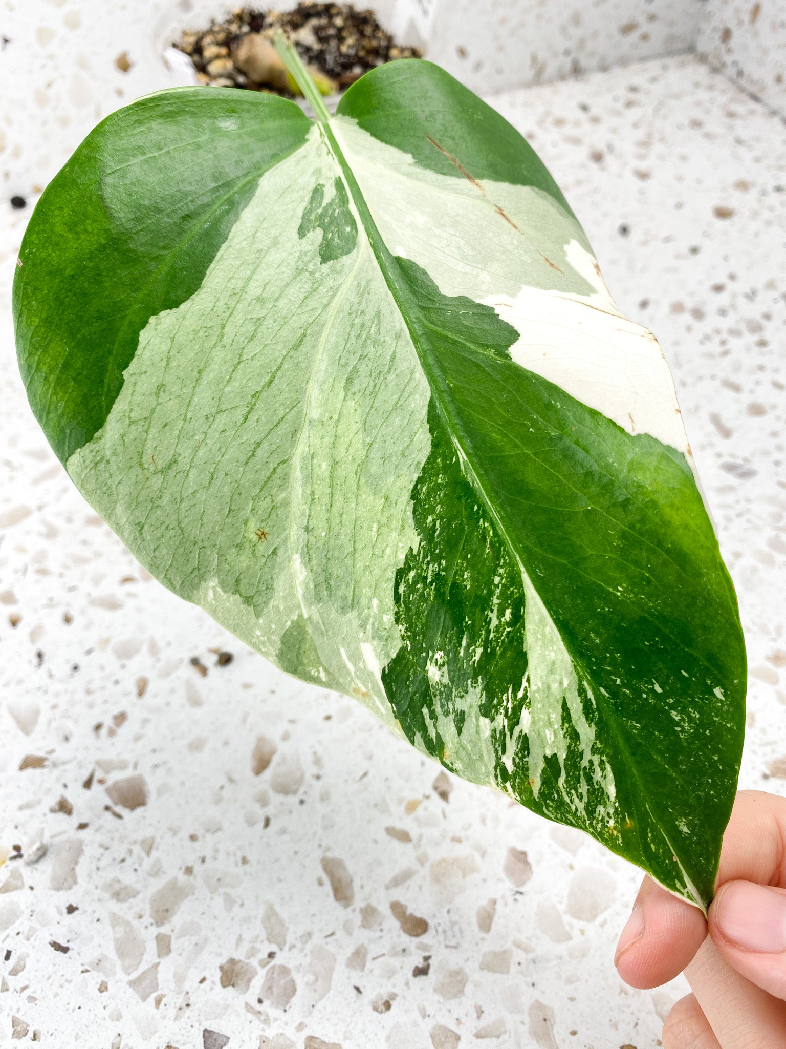 Monstera Albo White Tiger 1 leaf