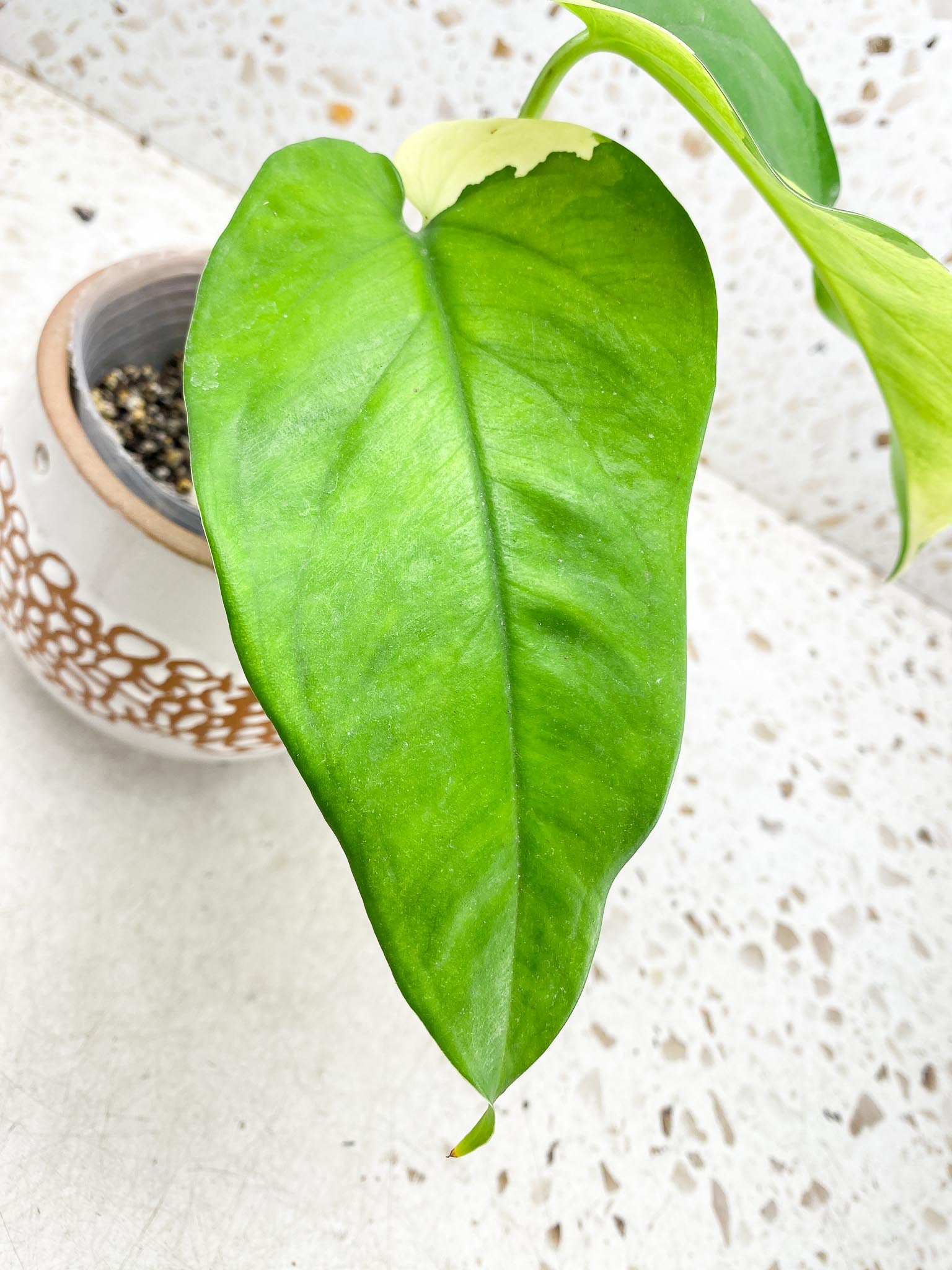 Syngonium Chiapense Variegated 2 Leaves  2 Nodes  Top Cutting